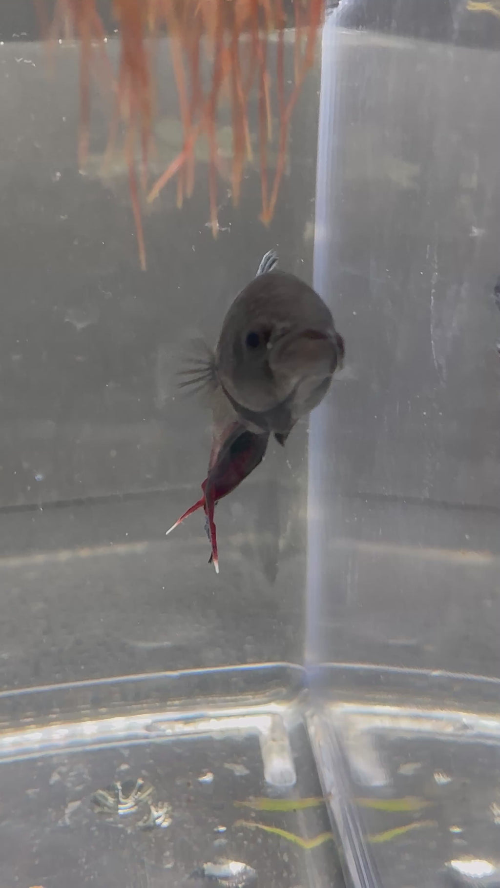 Thailand Fighters Pk Breeding Pair