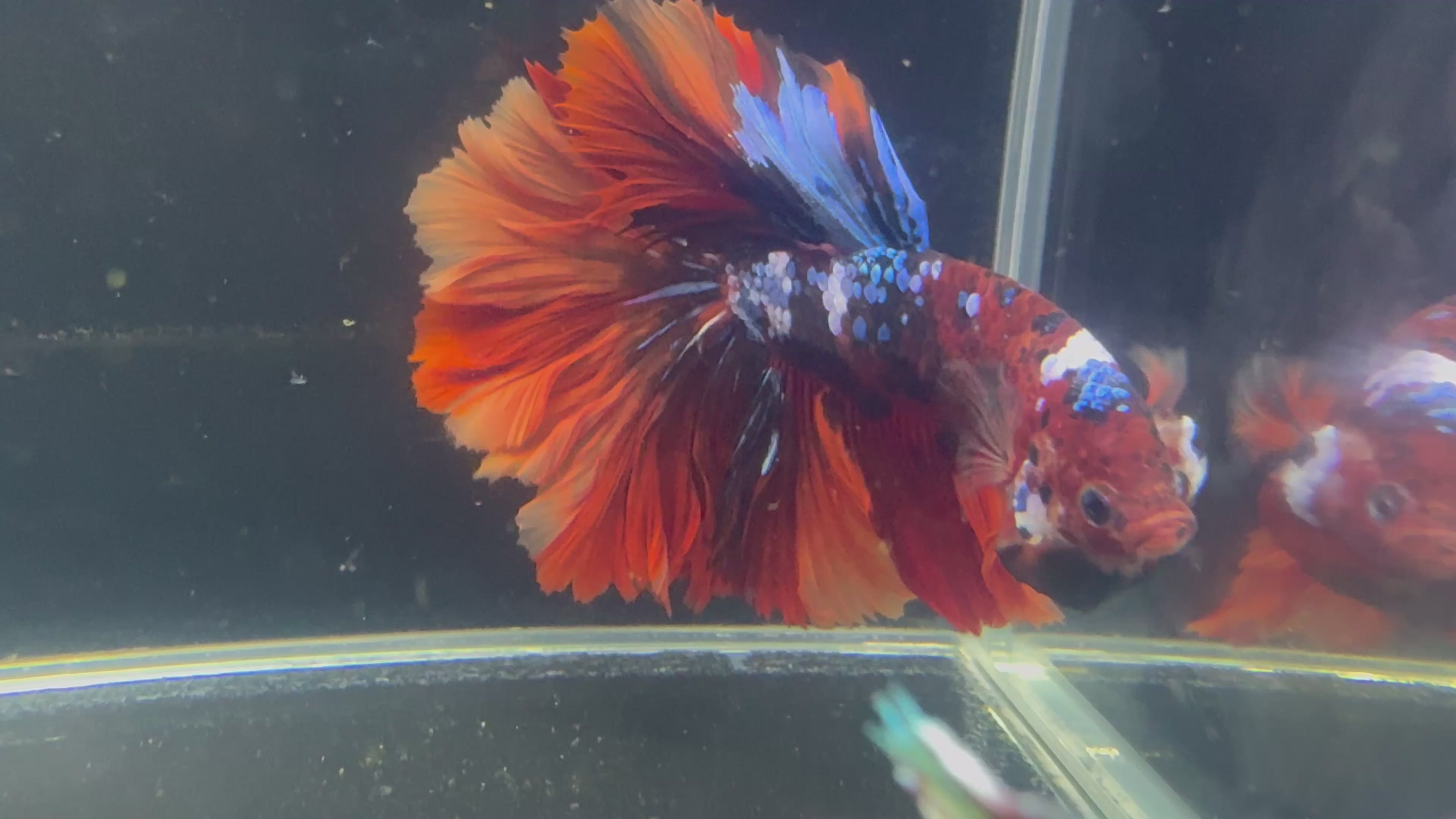 Galaxy Nemo/Koi/Candy Halfmoon Mix Male Betta | CG-43