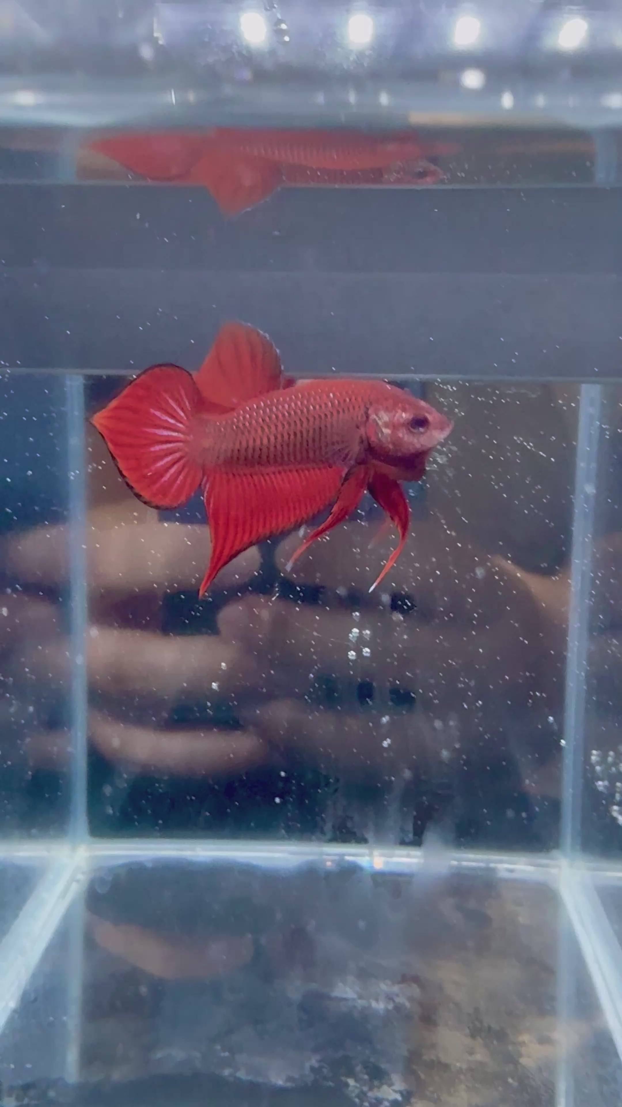 Live Male Betta Hybrid Red Splendens Wild Plakat | CG-16-17