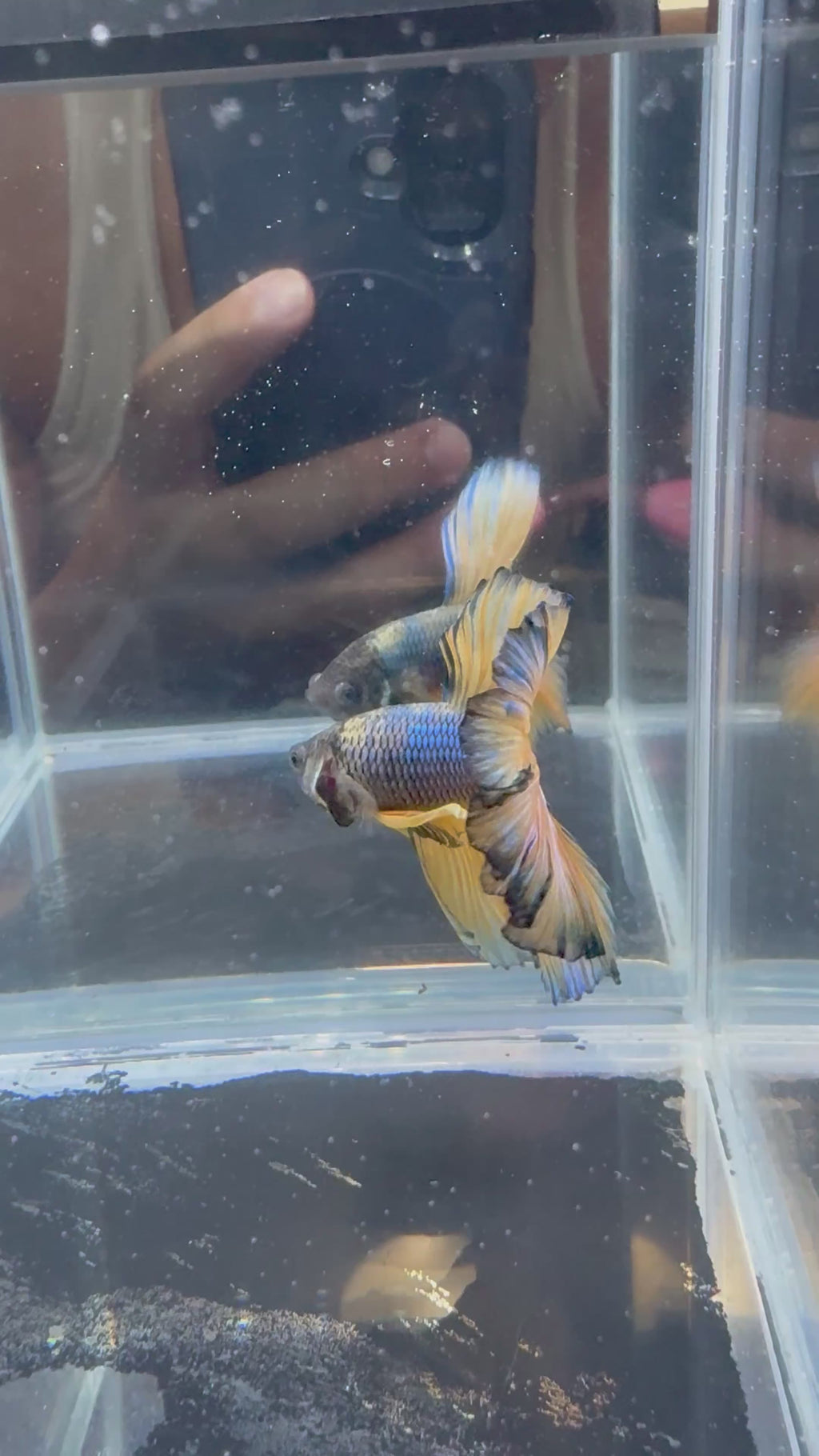 Mustard Gas Blue Rosetail Over Halfmoon Male Betta | CG-66
