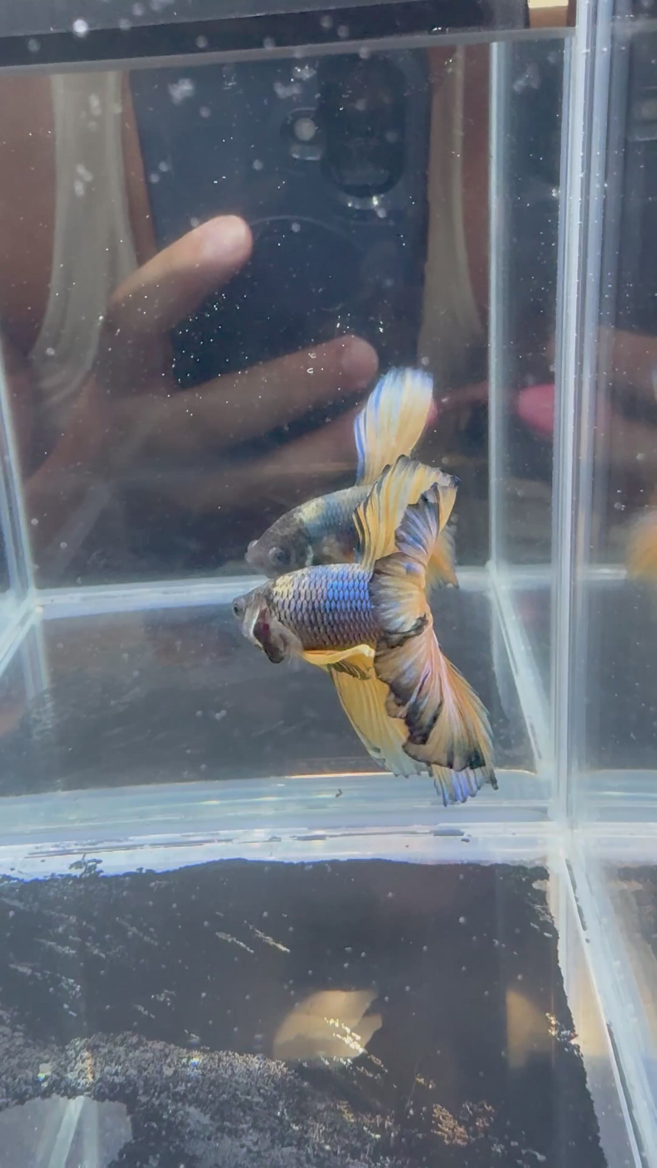 Mustard Gas Blue Rosetail Over Halfmoon Male Betta | CG-66