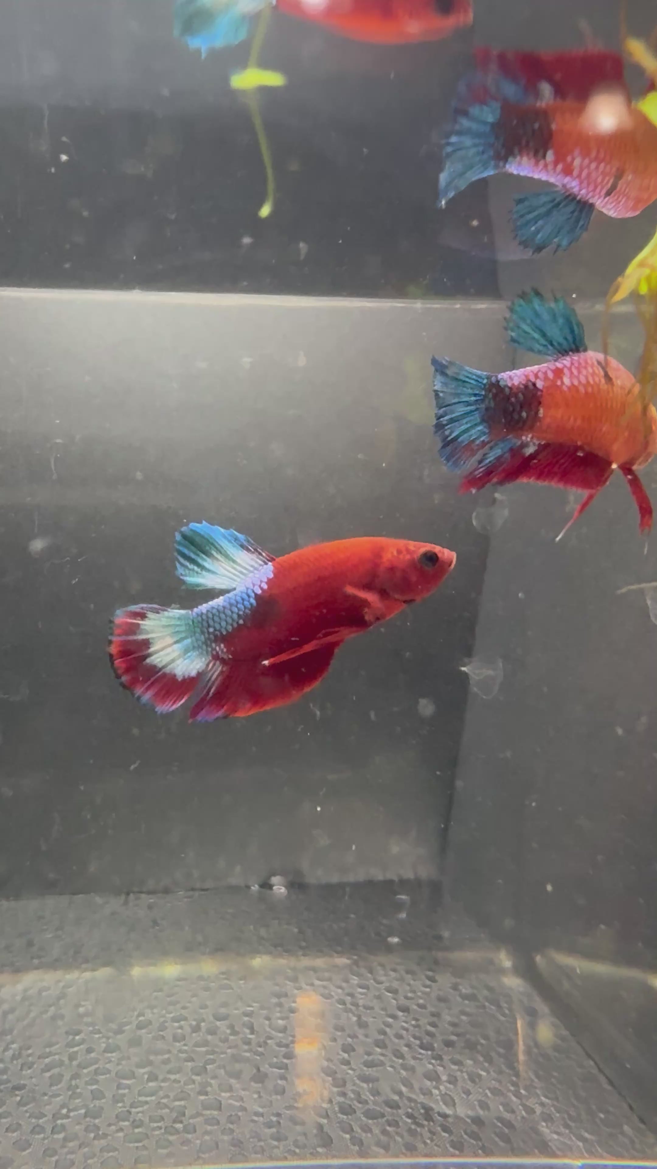 Hellboy Breeding Pair