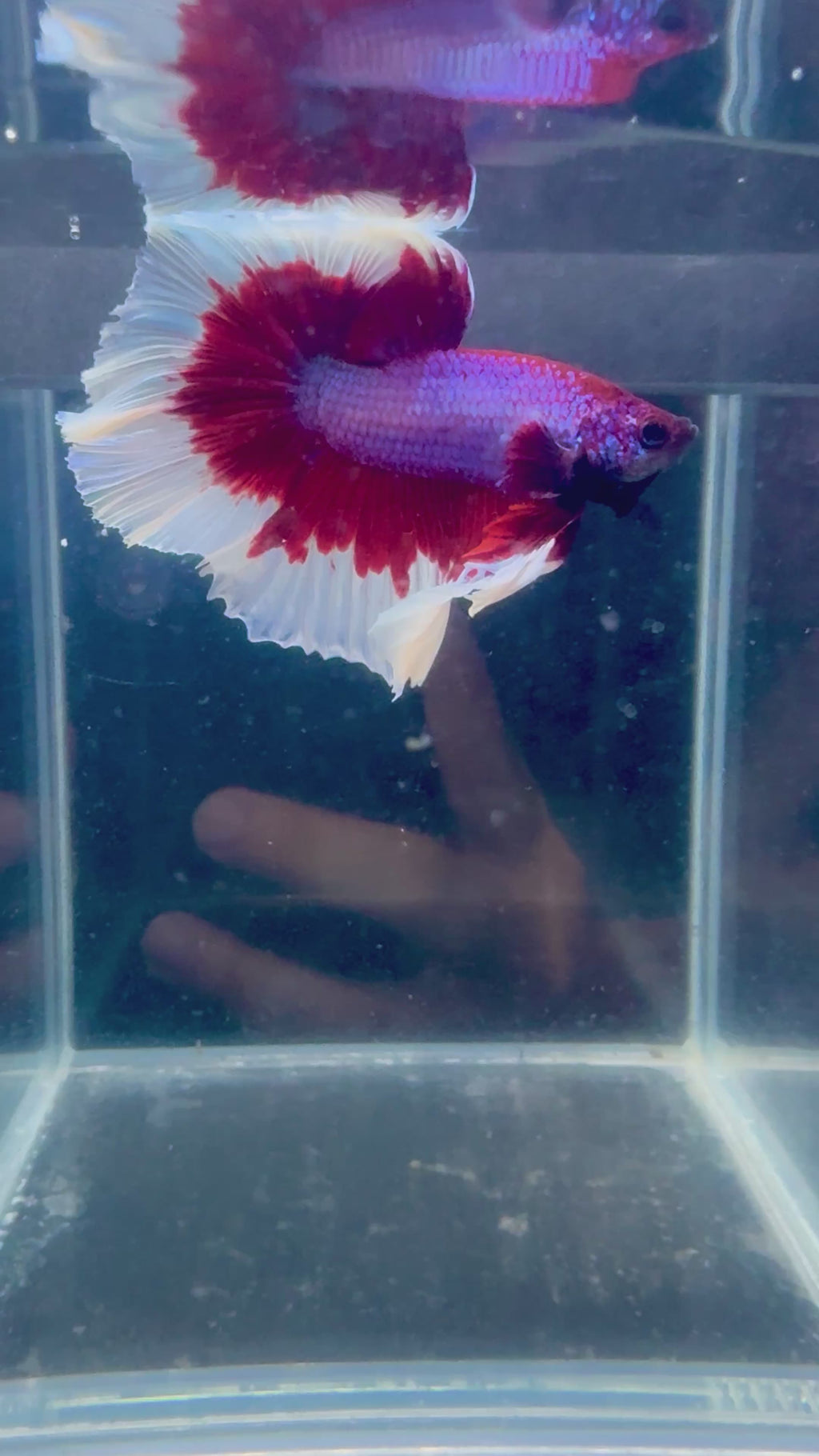 Red Butterfly Halfmoon Male Betta | CG-141