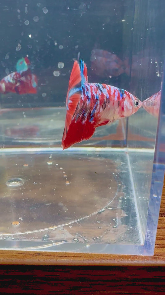 Koi Galaxy Male Betta | RZ-28
