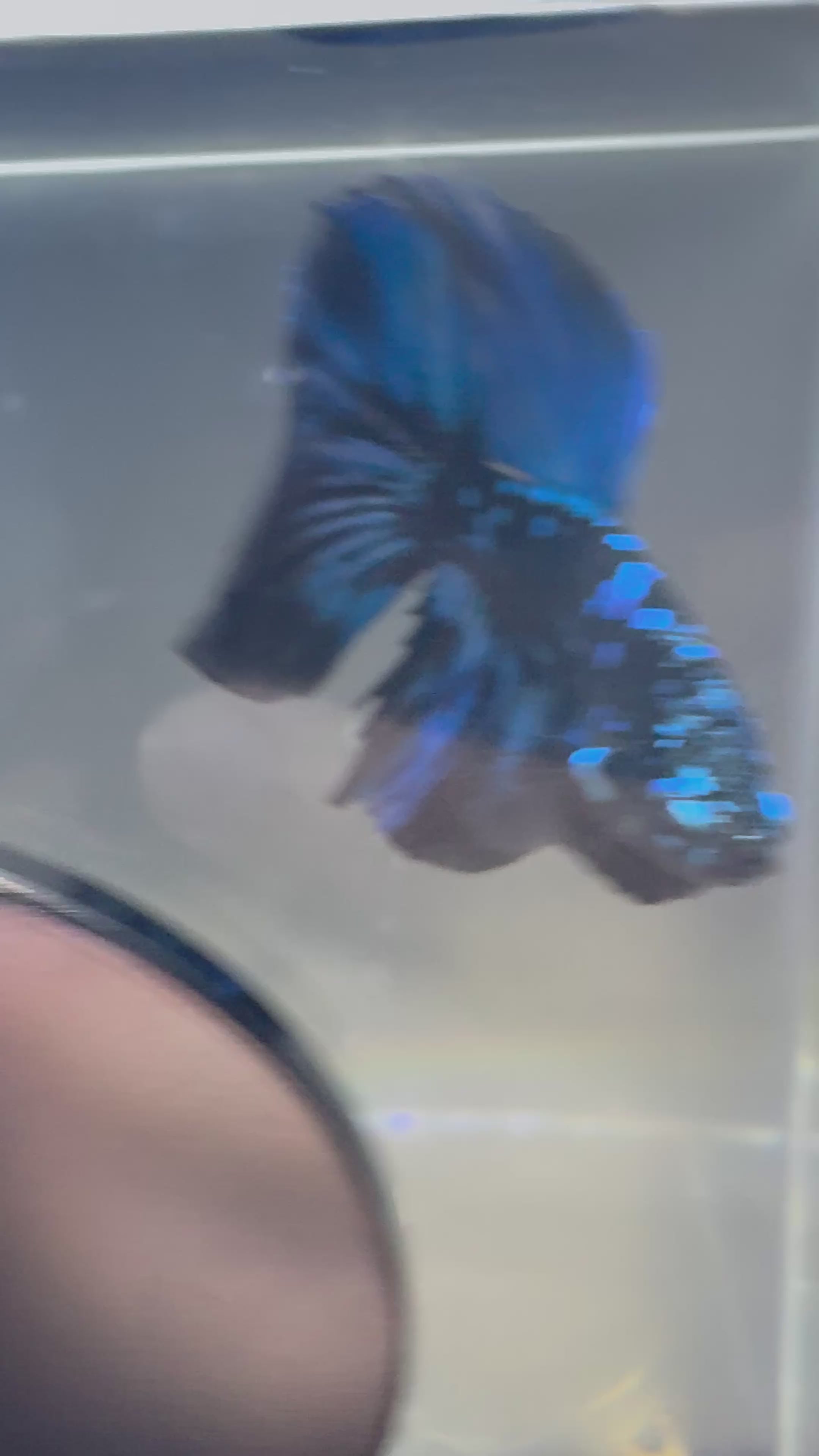 Avatar Galaxy Super Delta Male Betta | RZ-8