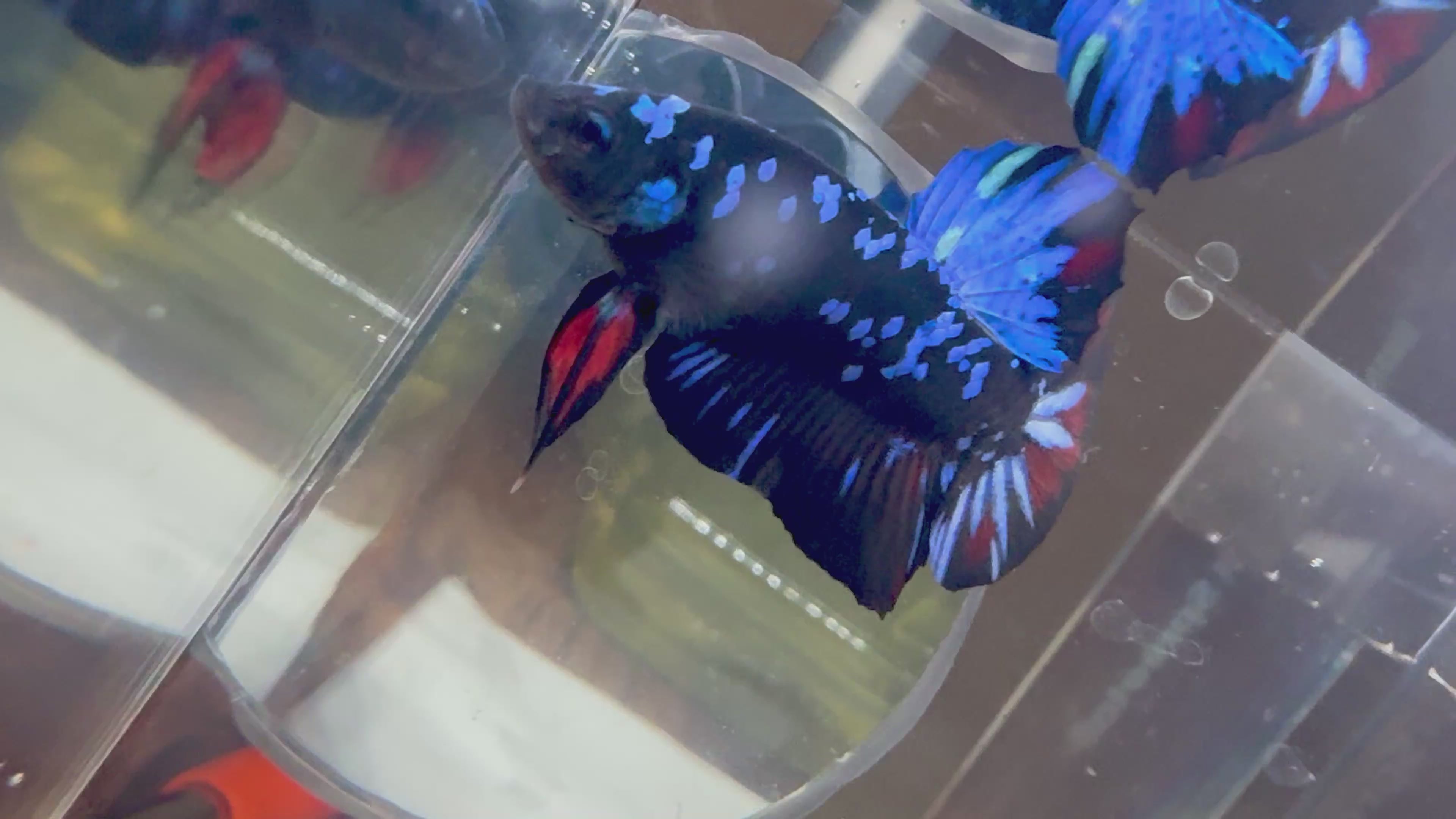 Avatar Galaxy HMPK Male Betta | RZ-19