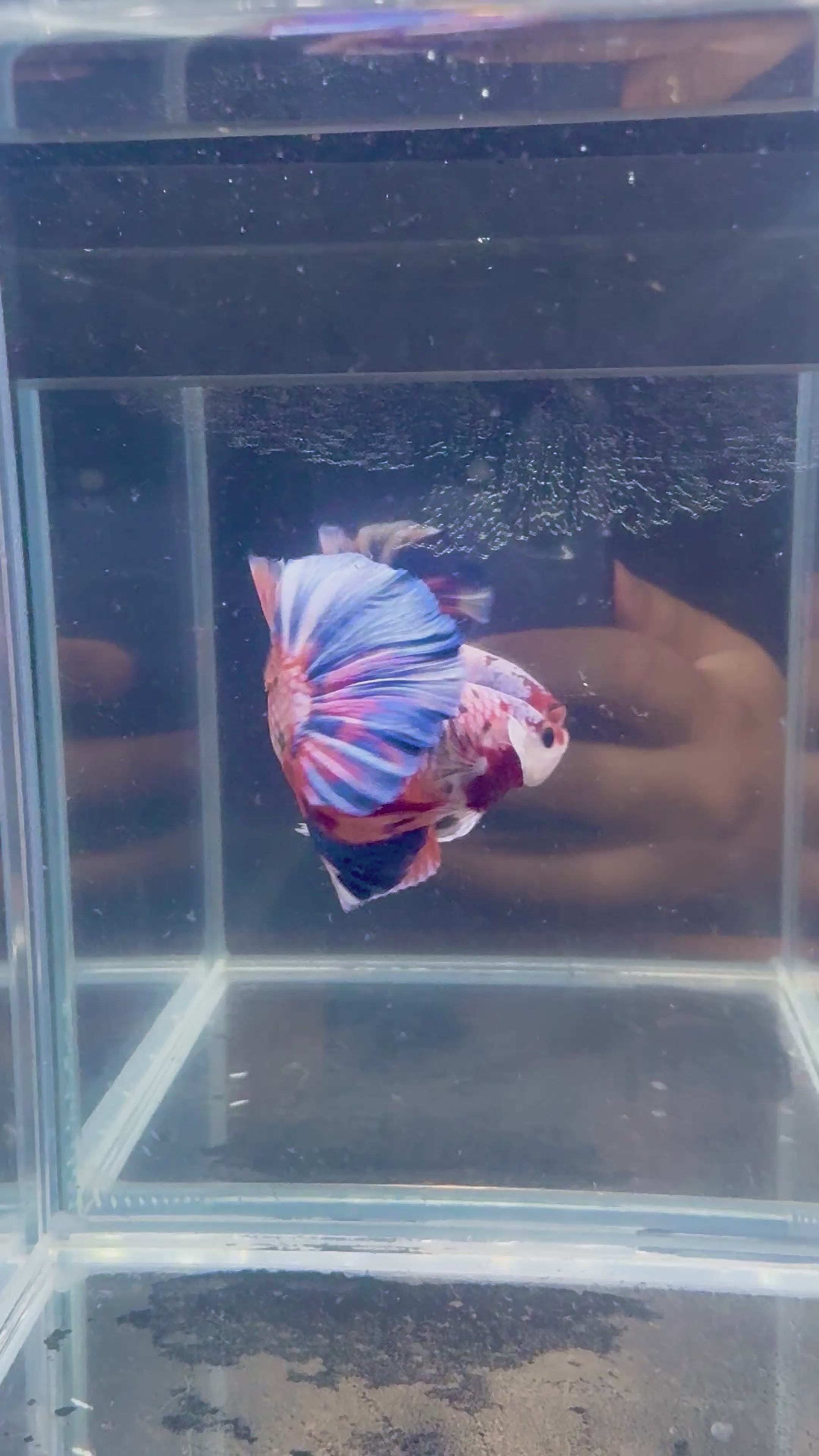 Giant Candy Halfmoon Plakat Male Betta | CG-76
