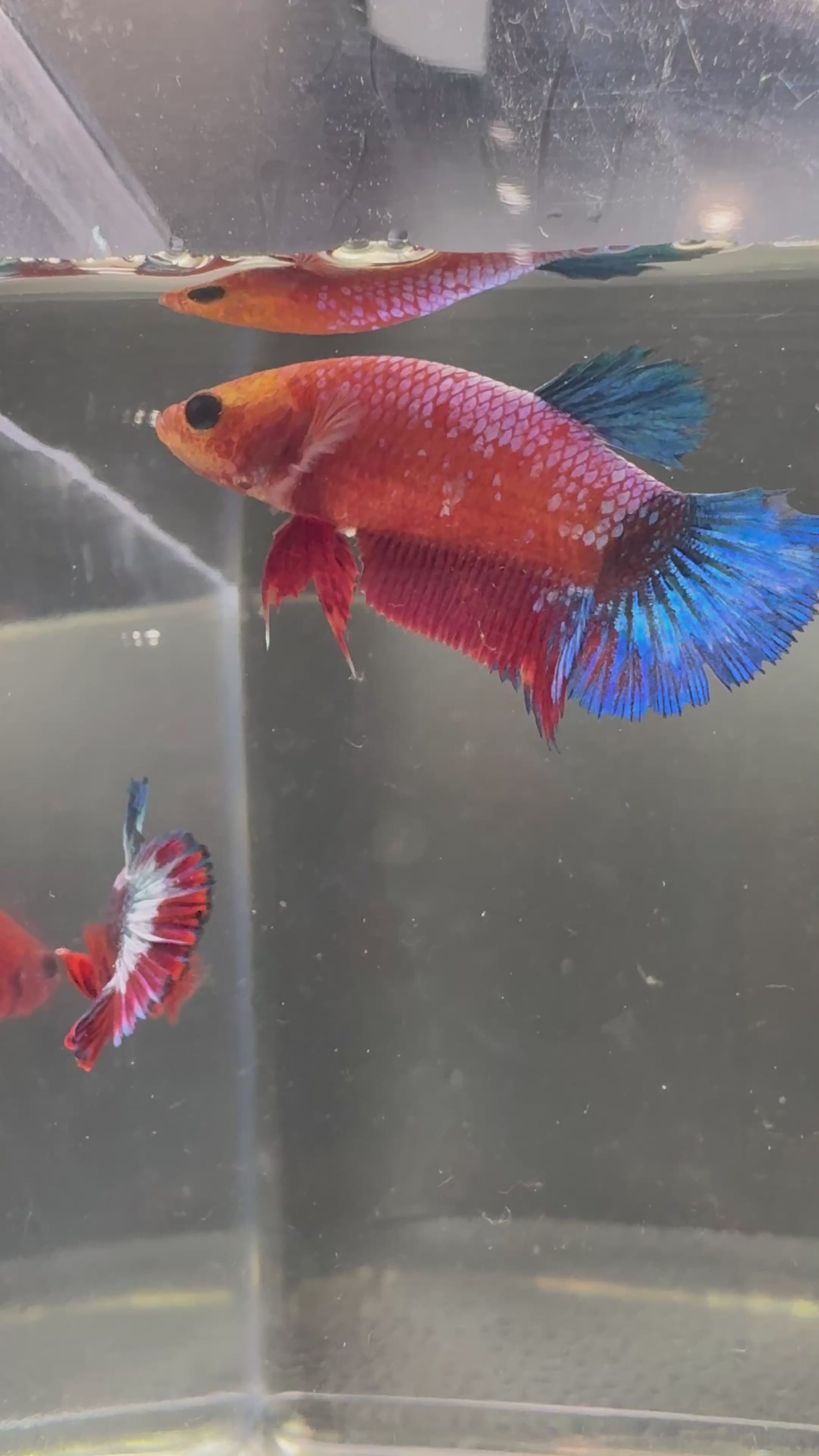 Hellboy Breeding Pair