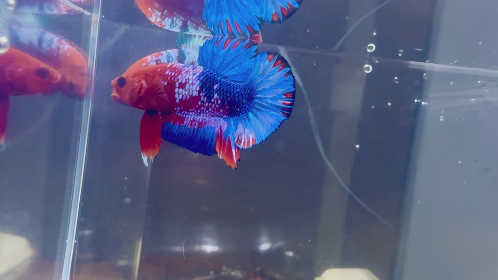 Hellboy Male Betta | RZ-78