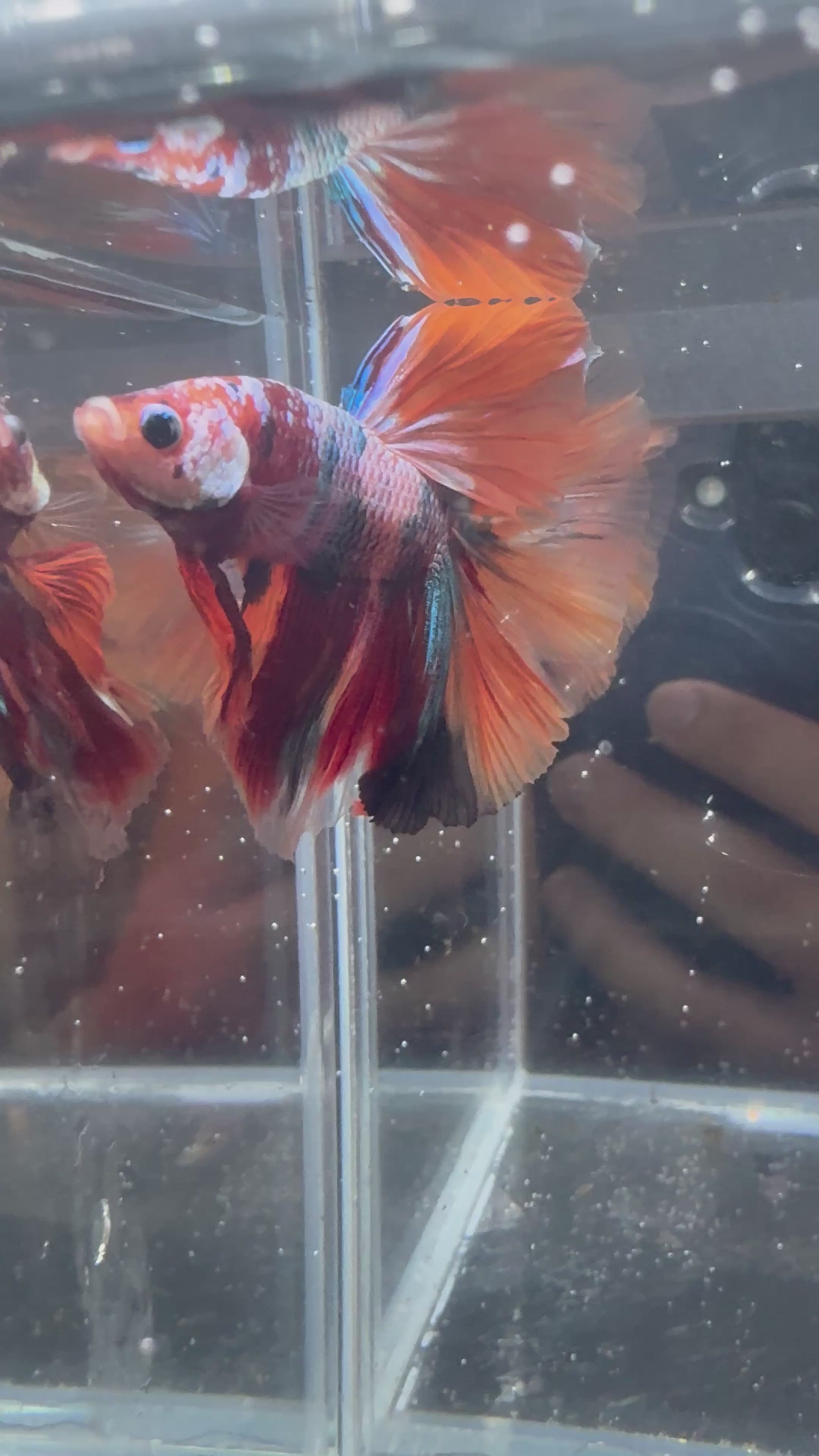 Nemo Galaxy Halfmoon Male Betta | CG-116