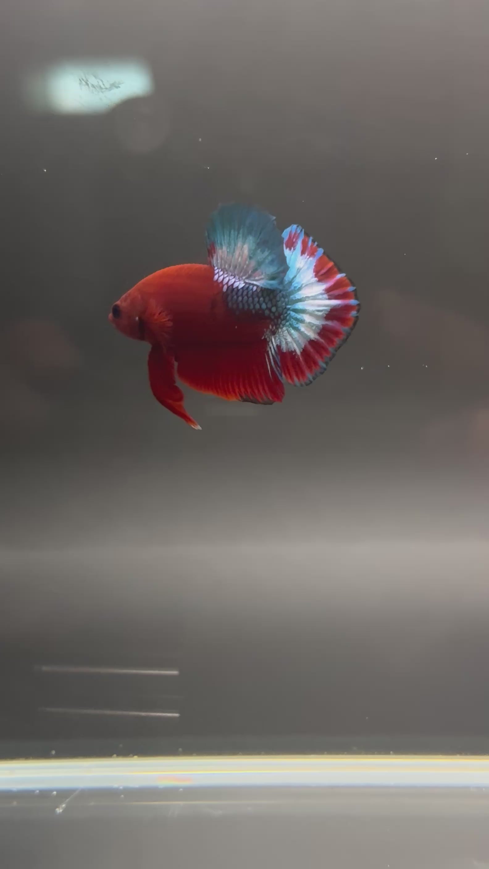 Hellboy Starlight HMPK Male — Show Grade