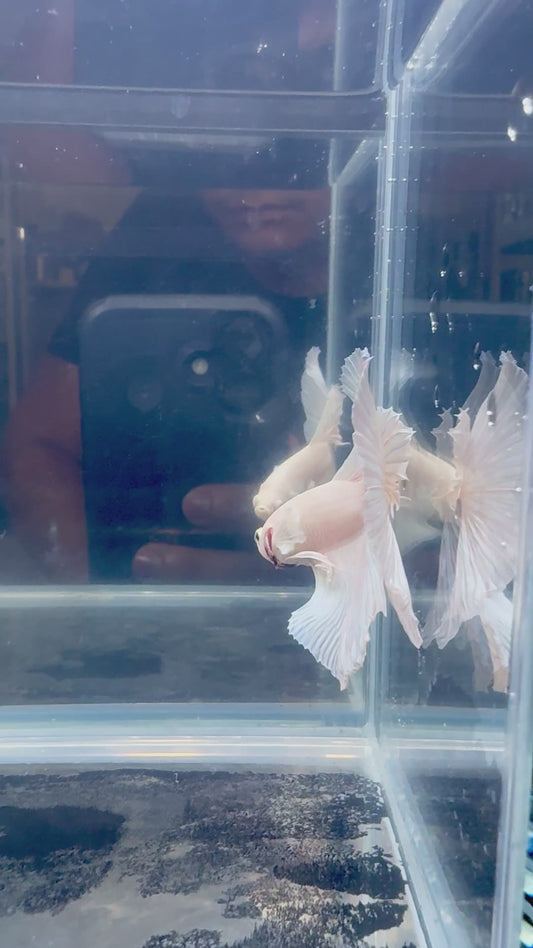 Dumbo White Halfmoon Male Betta | CG-85
