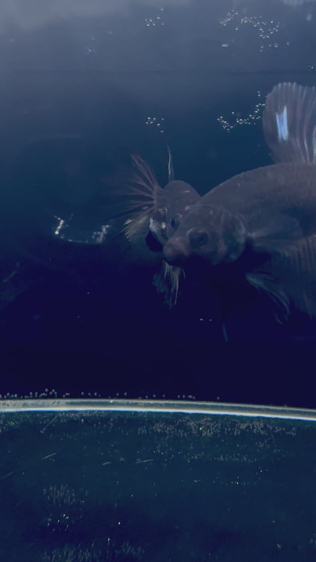 Black Light Male Betta | RZ-23