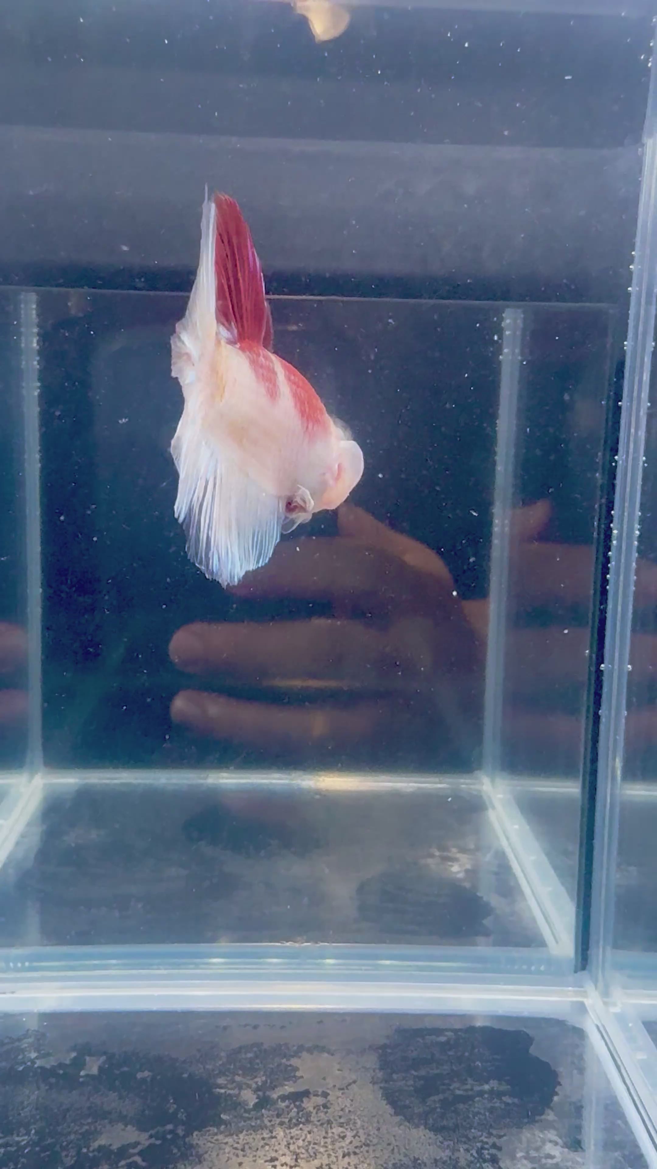 Giant Live Betta HMPK Tun-Jo Koi Male| CG-78