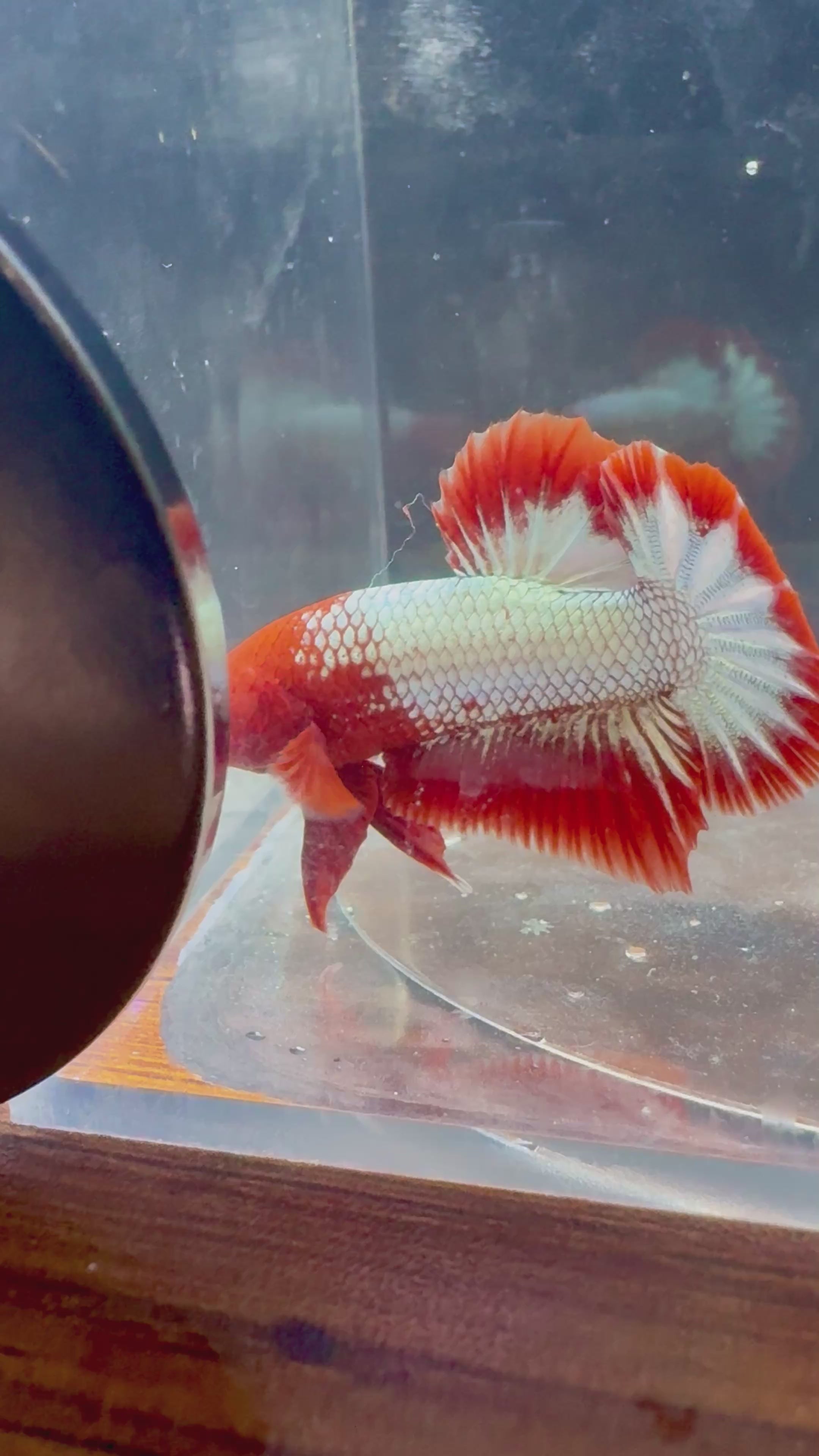 FCCP Male Betta | RZ-47
