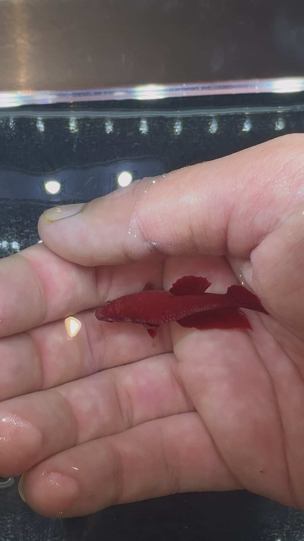 Super Red Breeding Pair | CG-52/CG-57