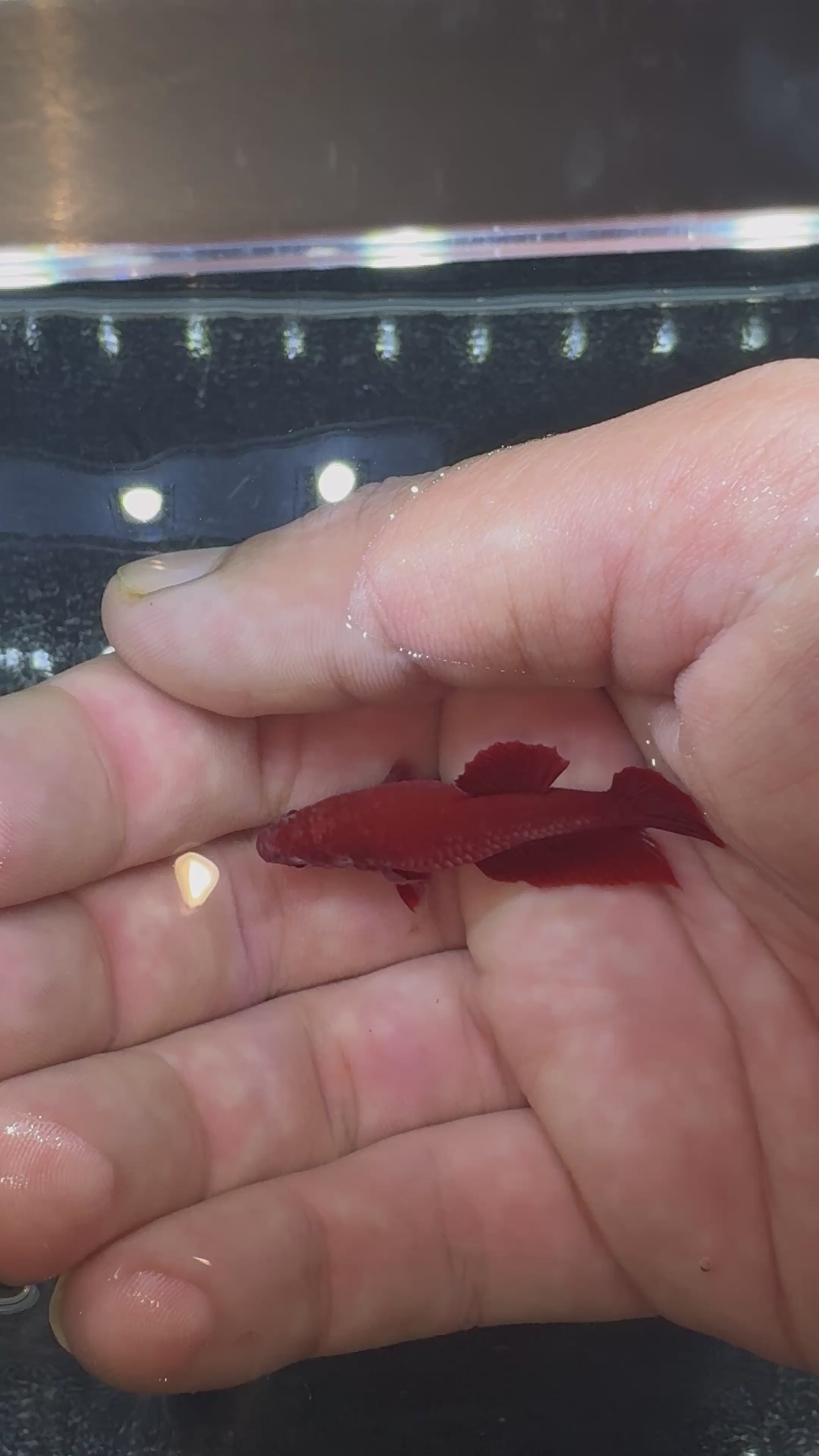 Super Red Breeding Pair | CG-52/CG-57