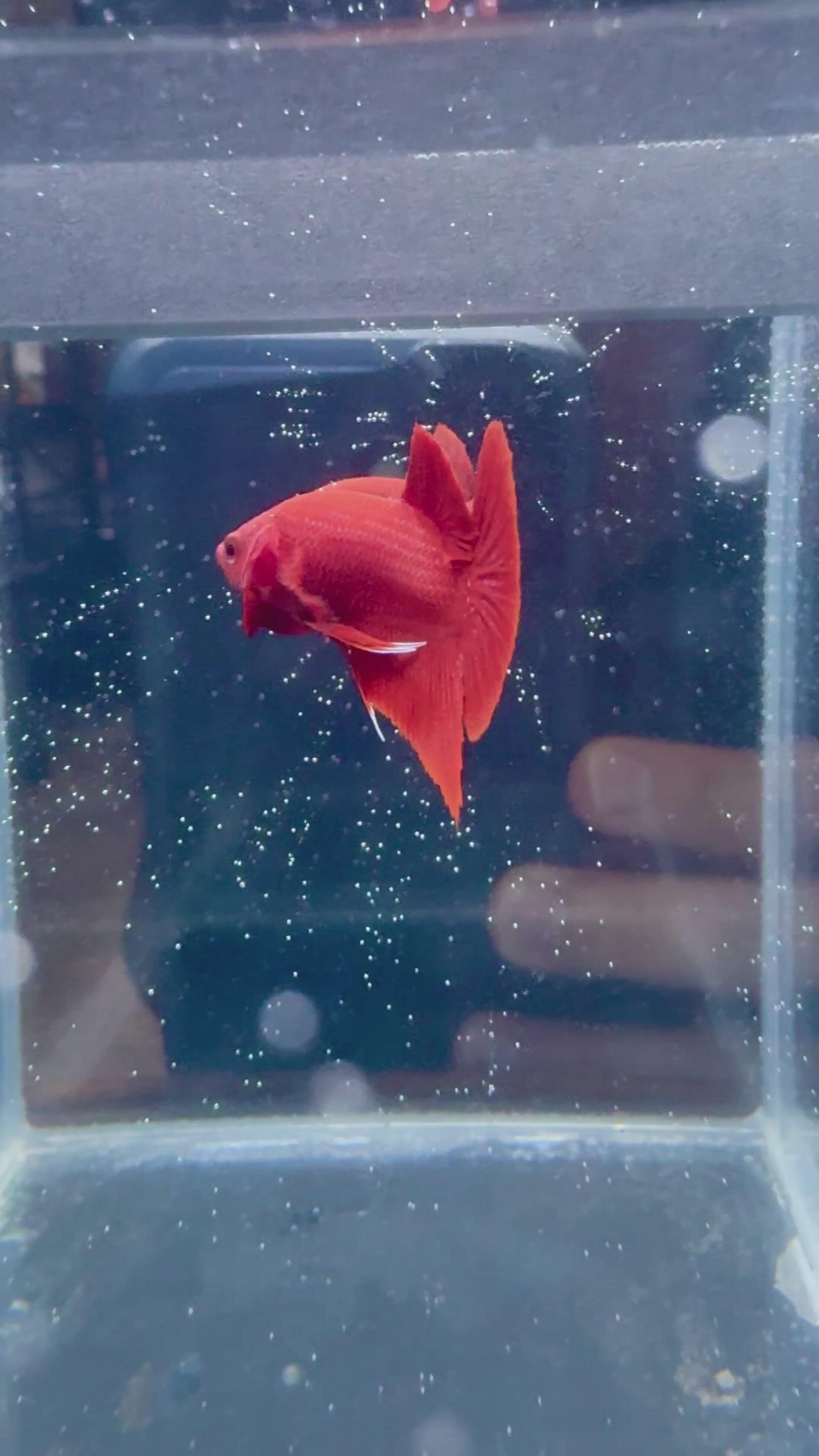 Super Red HMPK Male Betta | Grade A RZ-84