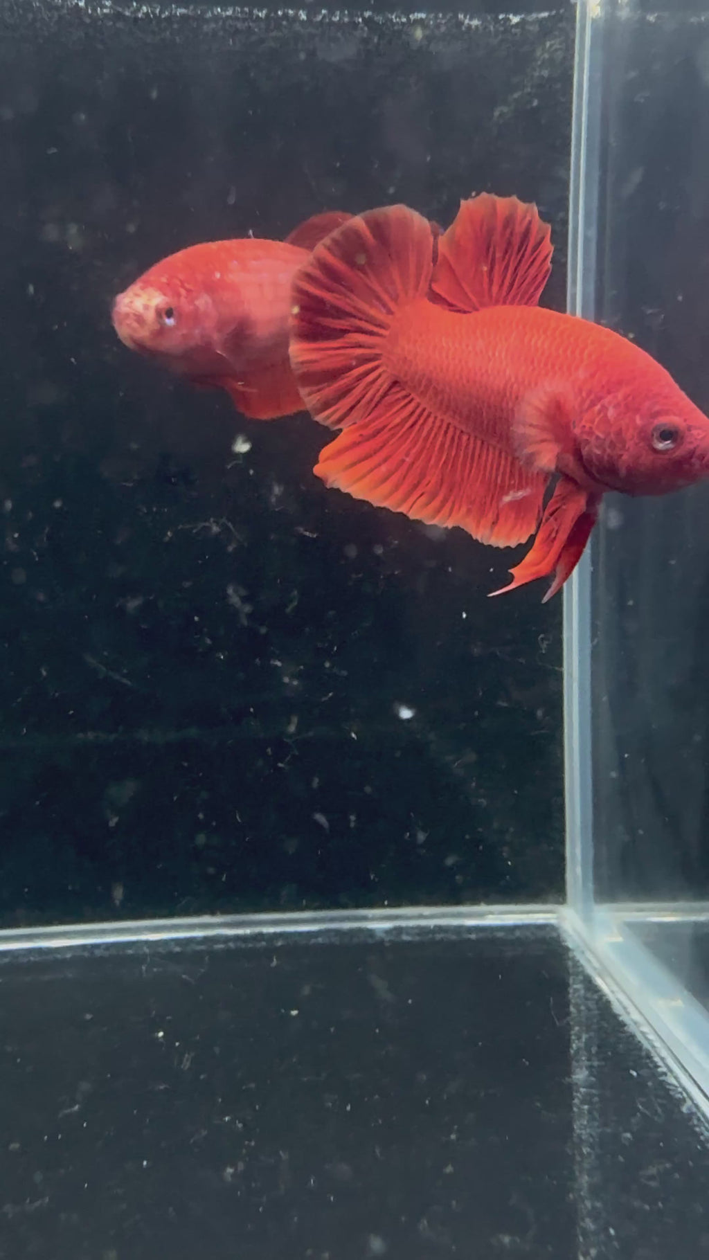 Super Red Breeding Pair | CG-56/CG-53
