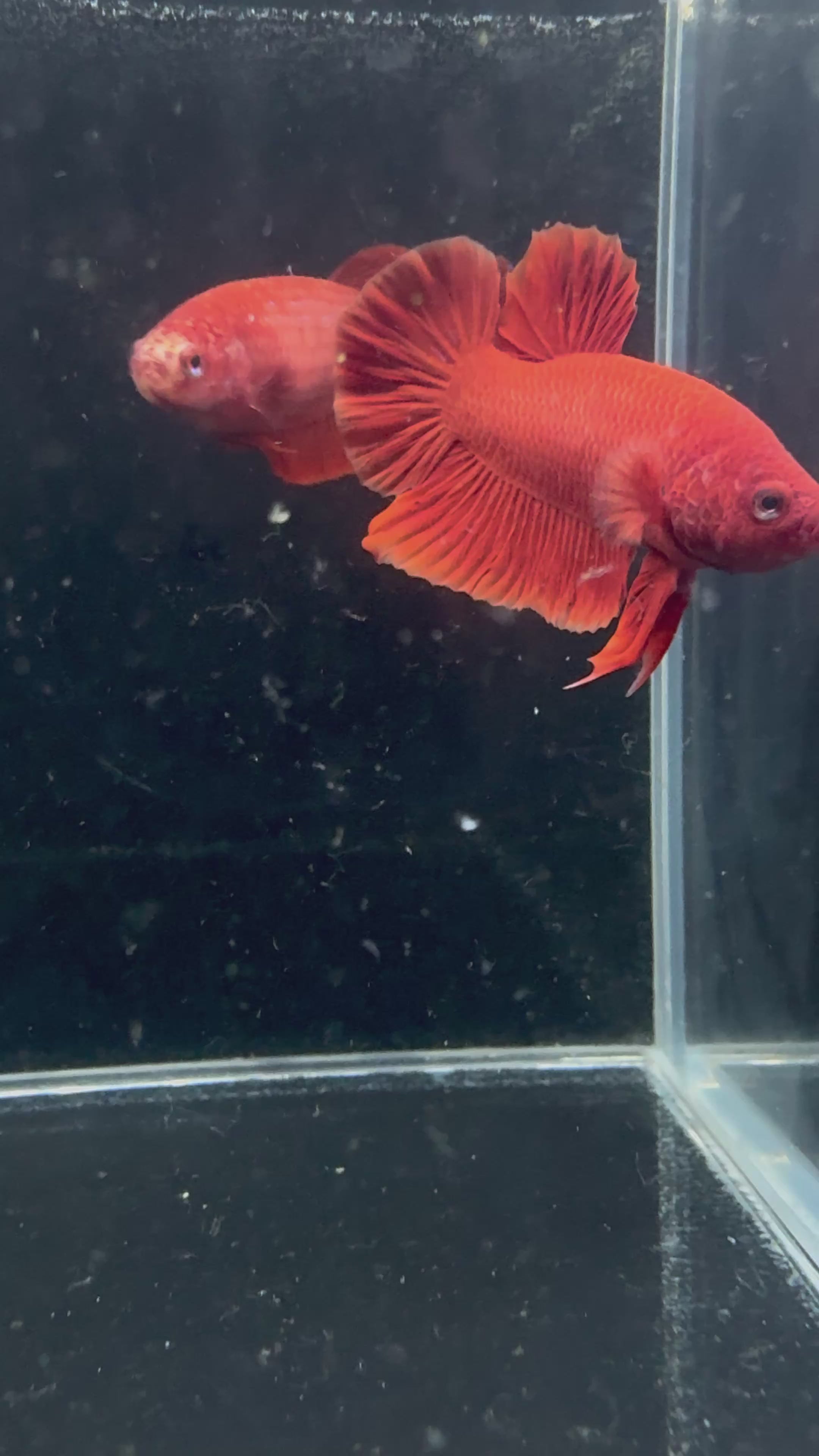 Super Red Breeding Pair | CG-56/CG-53