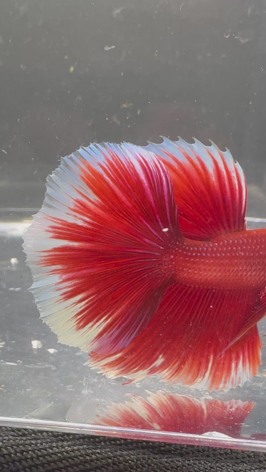 Butterfly Red Halfmoon — M-007