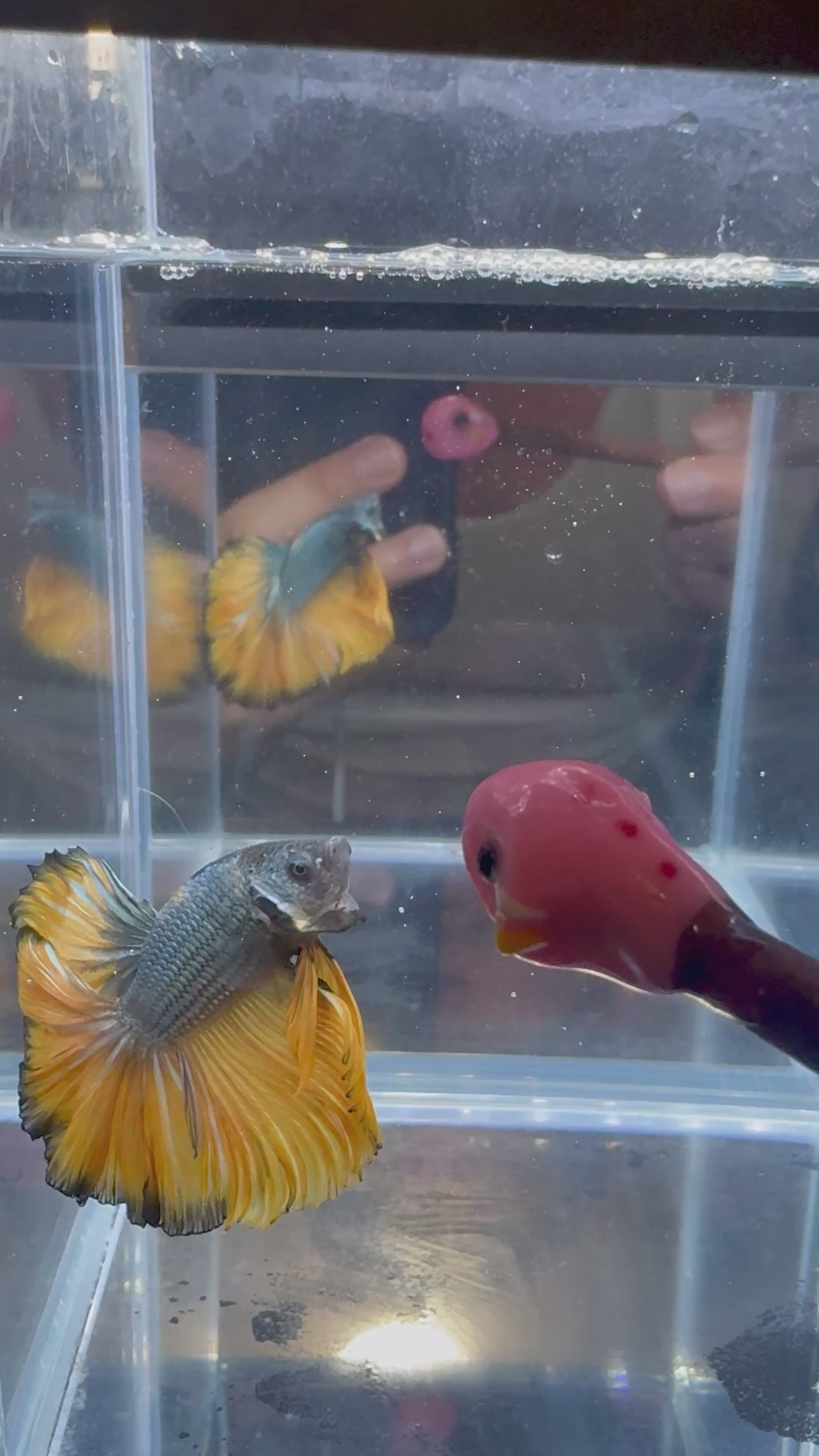 Mustard Gas Green Rosetail Over Halfmoon Male Betta | CG-65