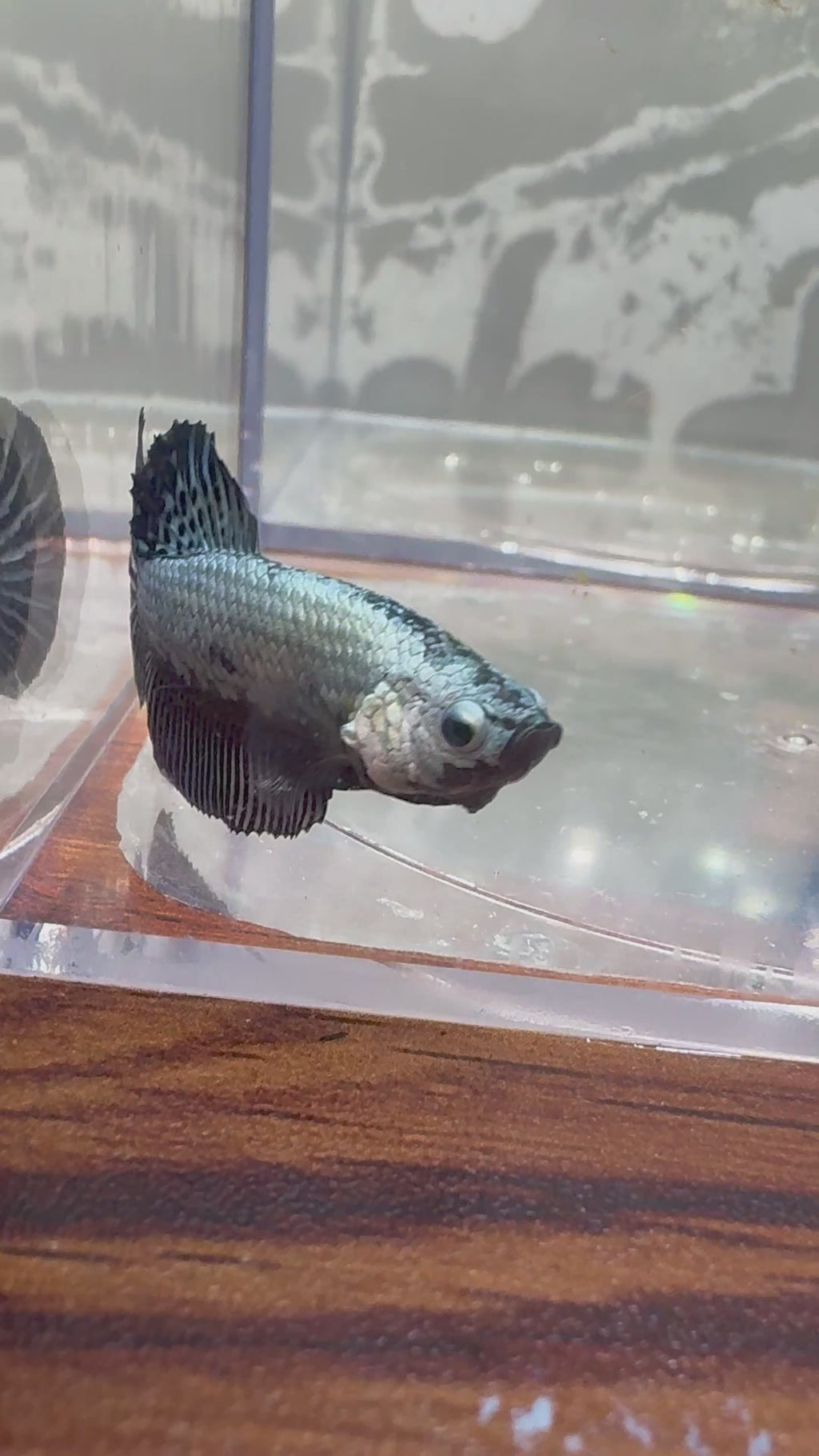 Black Dragon Plakat 
Betta | RZ-21