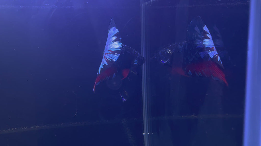 Avatar Plakat Male Betta | CG-31