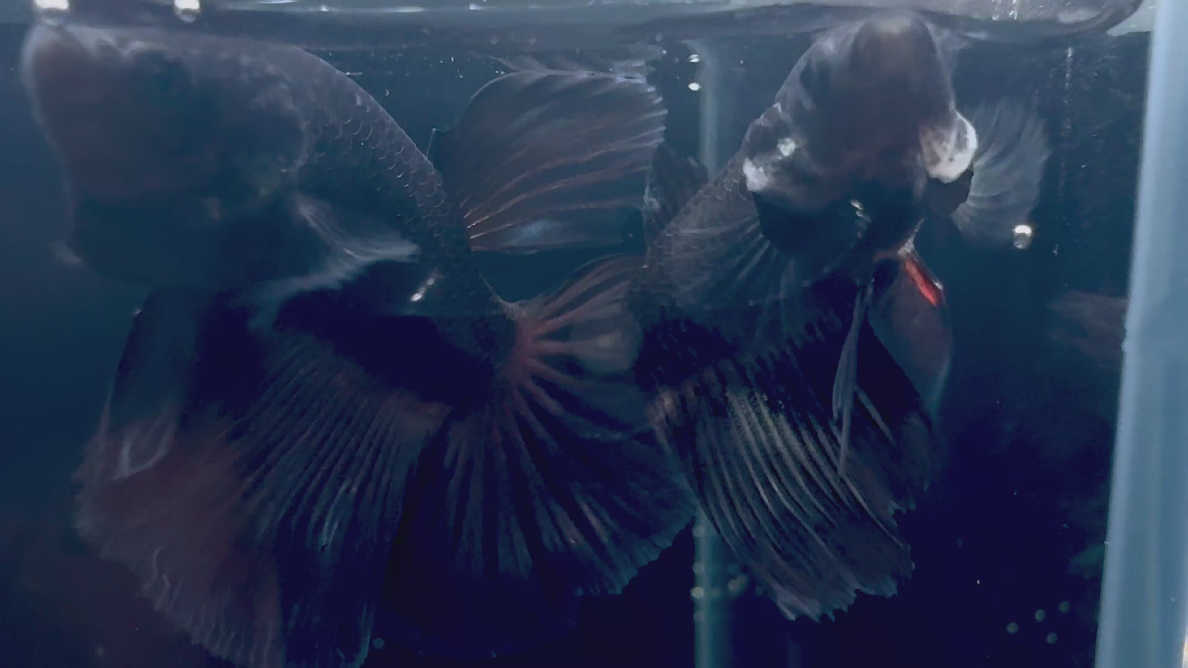 Black Copper Male Betta | RZ-24