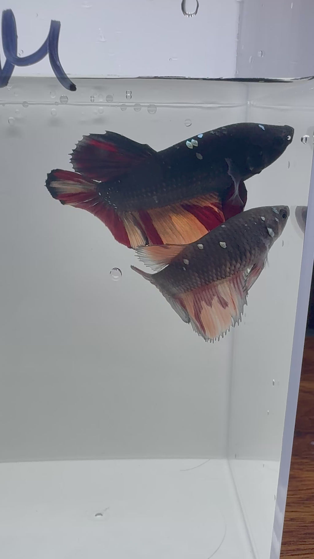Giant Avatar Nemo Breeding Pair | RZ-66/RZ-67