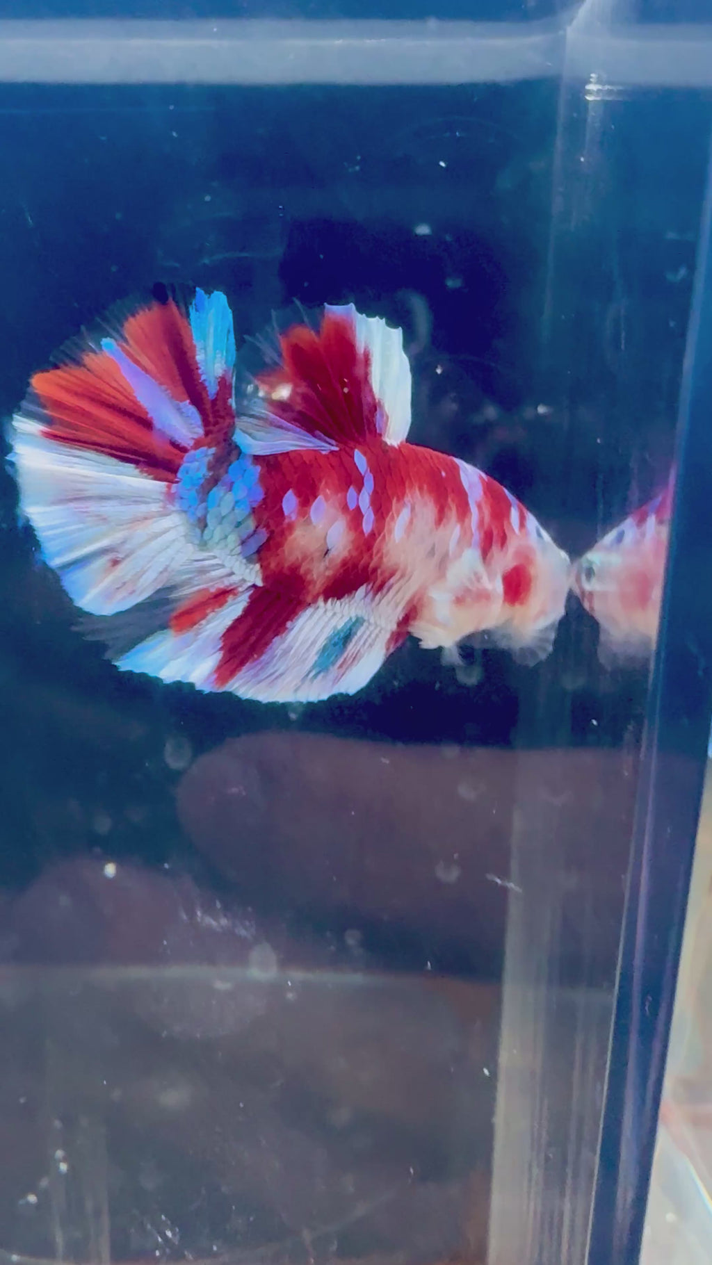 Barongasai HMPK Male Betta | RZ-42