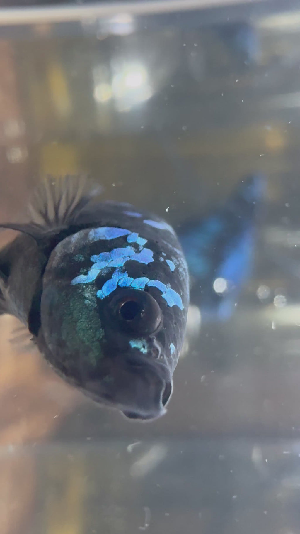 Avatar Galaxy HM Male Betta | RZ-7