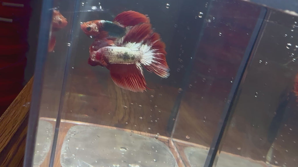 FCCP Delta Male Betta | RZ-39