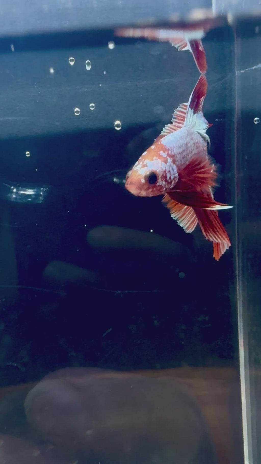 FCCP HM Male Betta | RZ-37