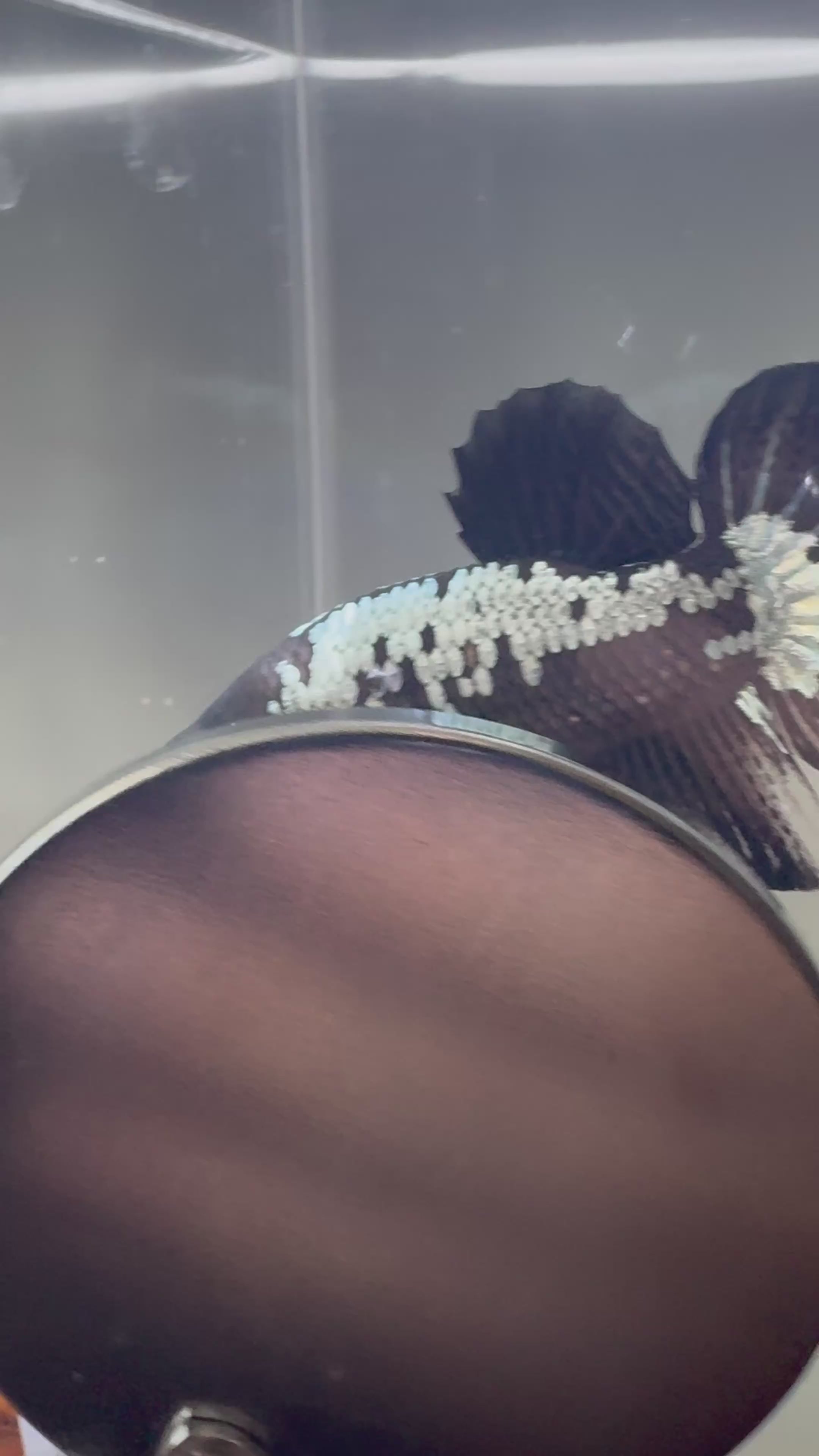 Samurai HMPK Male Betta | CG-61
