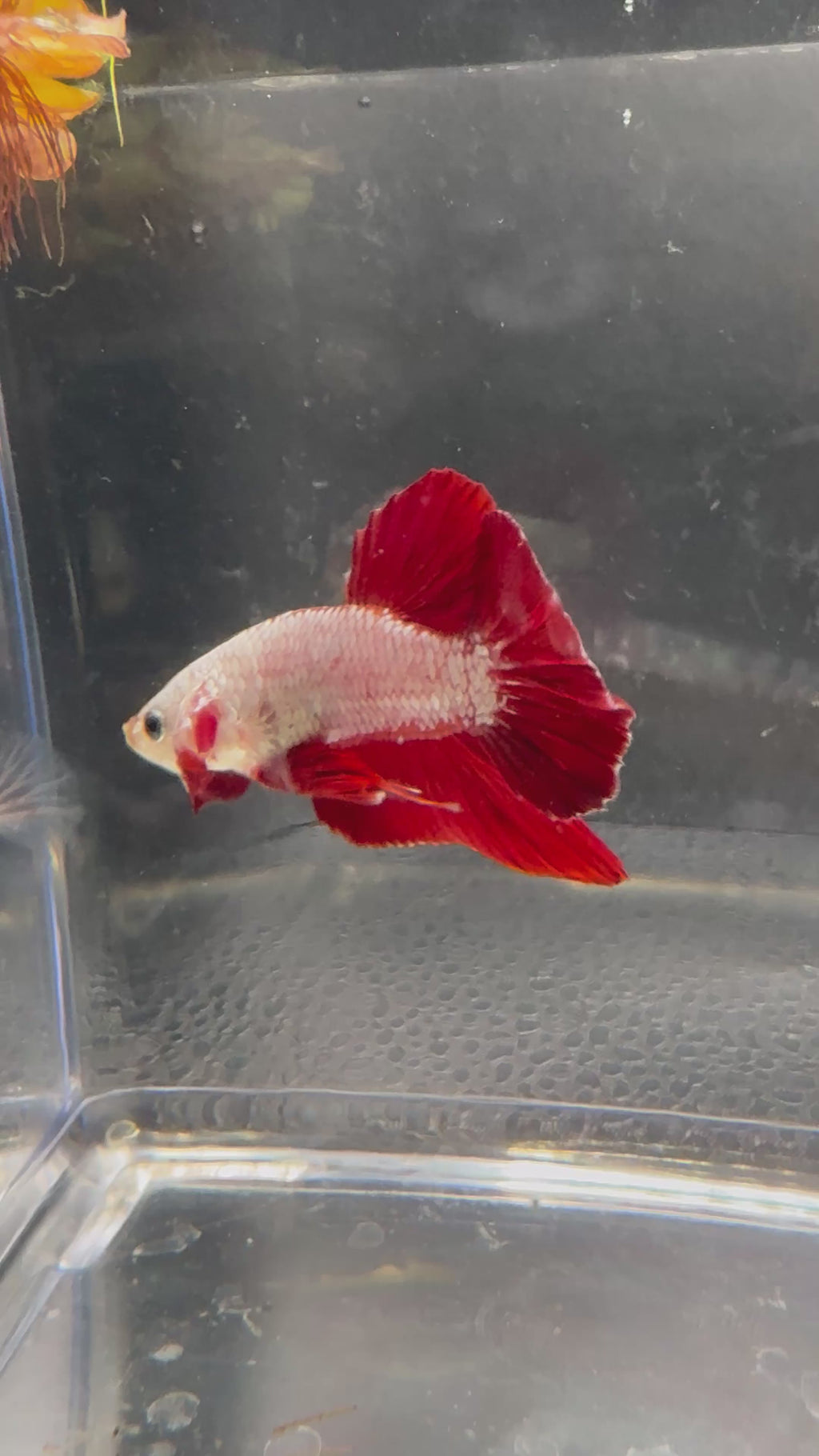 Red Dragon HMPK #1