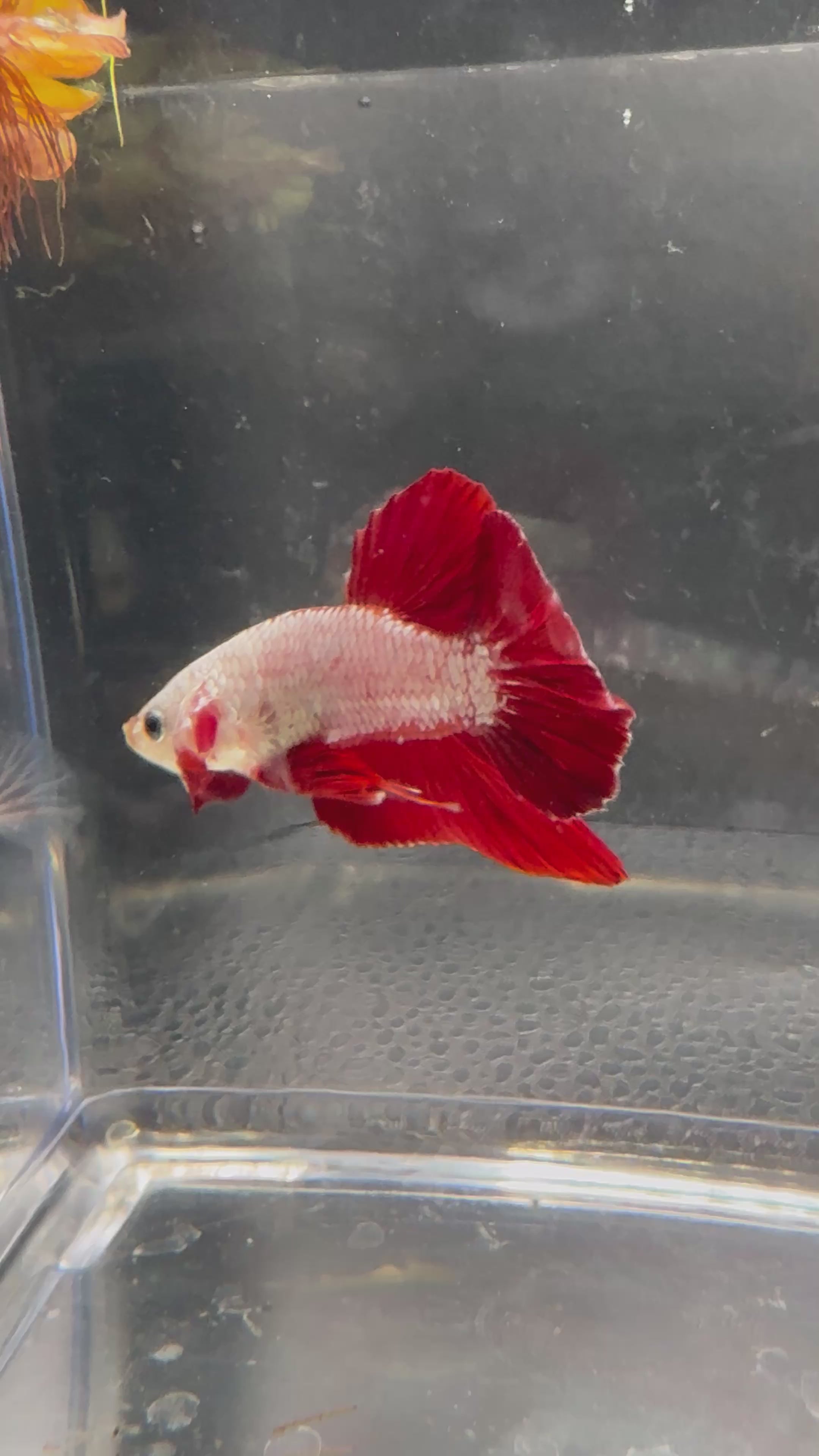 Red Dragon HMPK #1