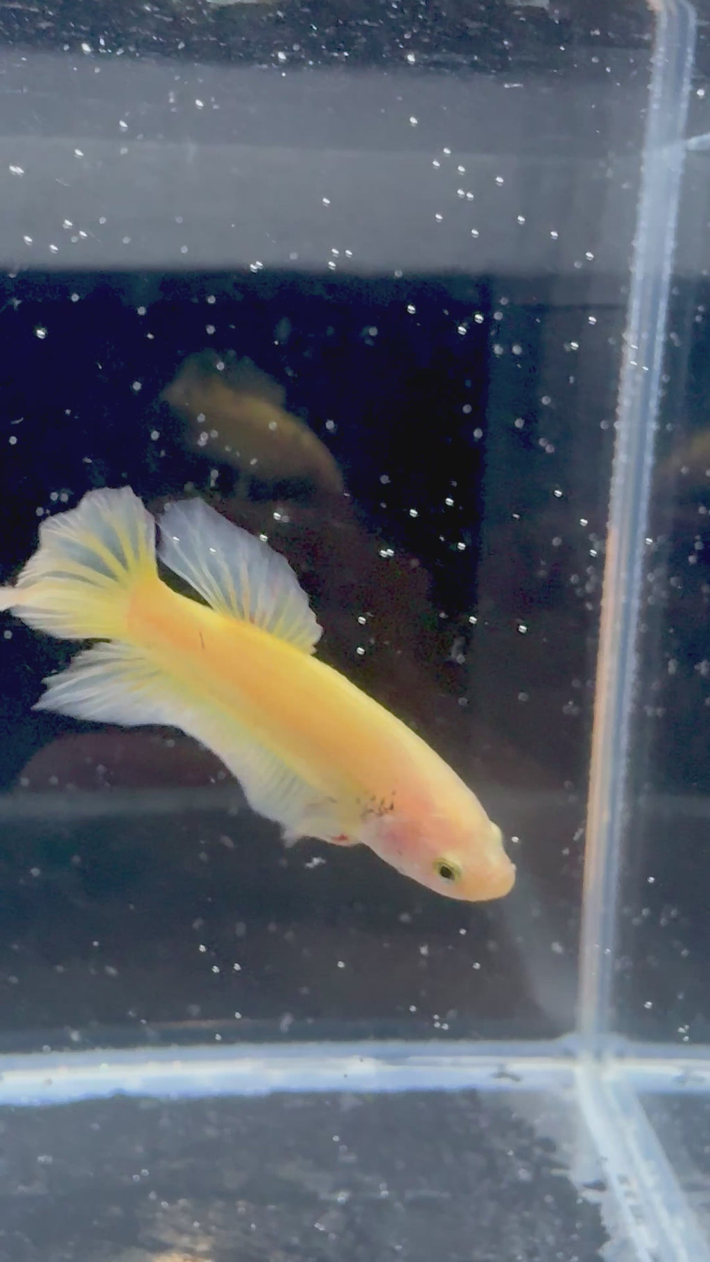 Yellow Banana HMPK Male Betta | RZ-90