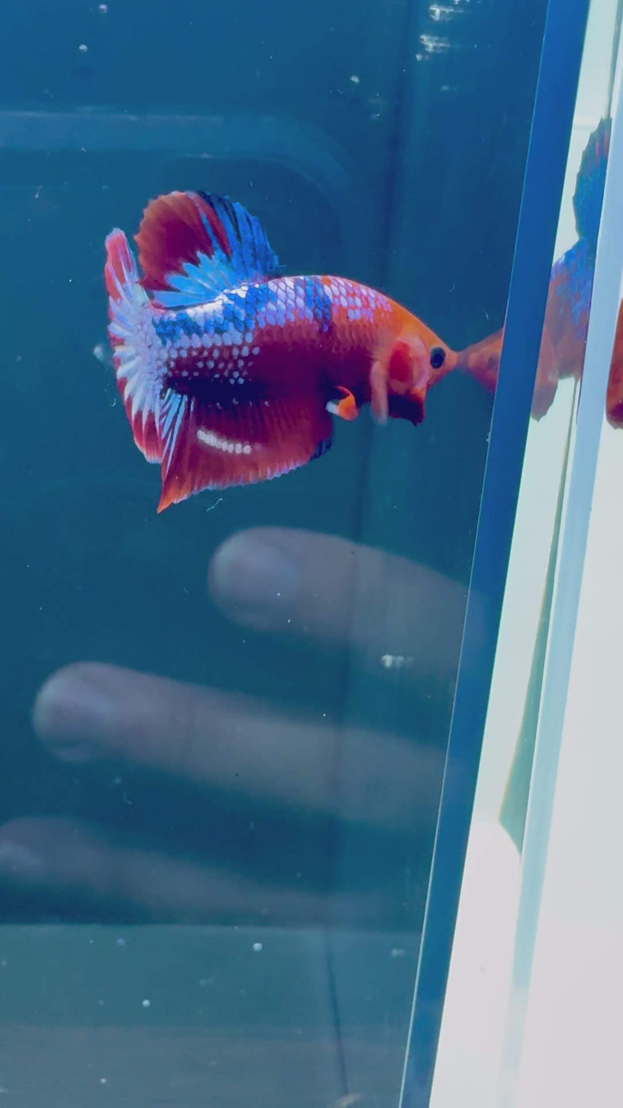 Hellboy Male Betta | RZ-79