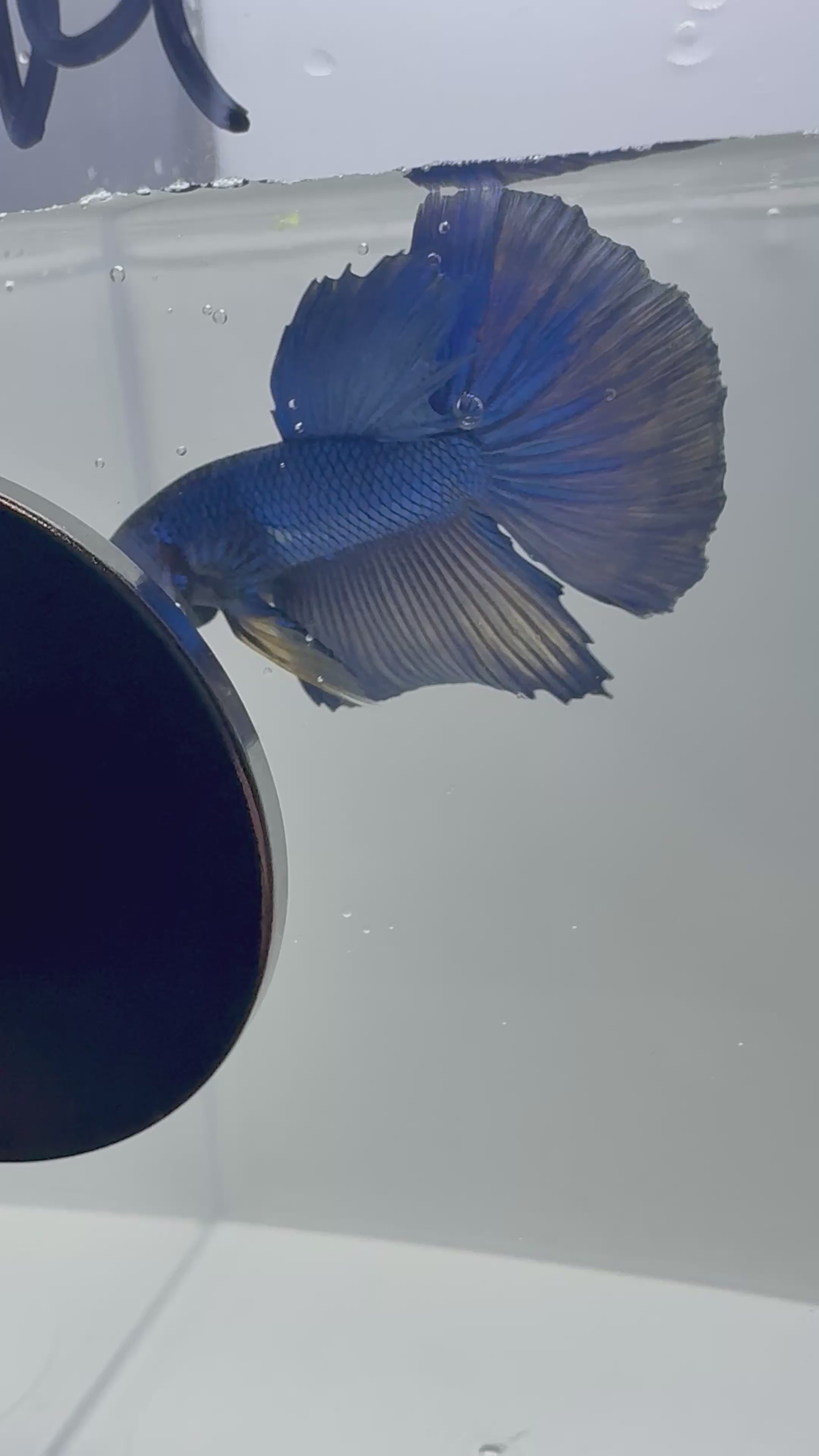 Mustard Gas Super Delta Male Betta | RZ-115