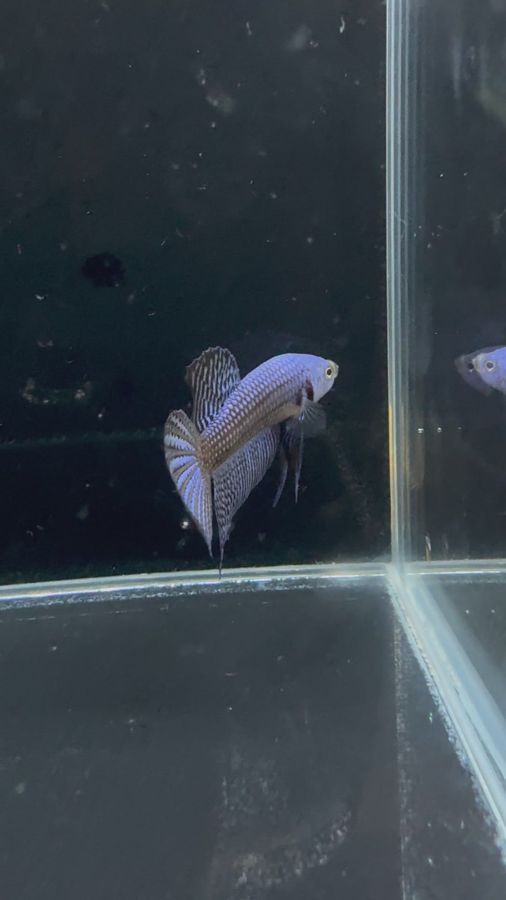 Blue Alien Male Betta | CG-21