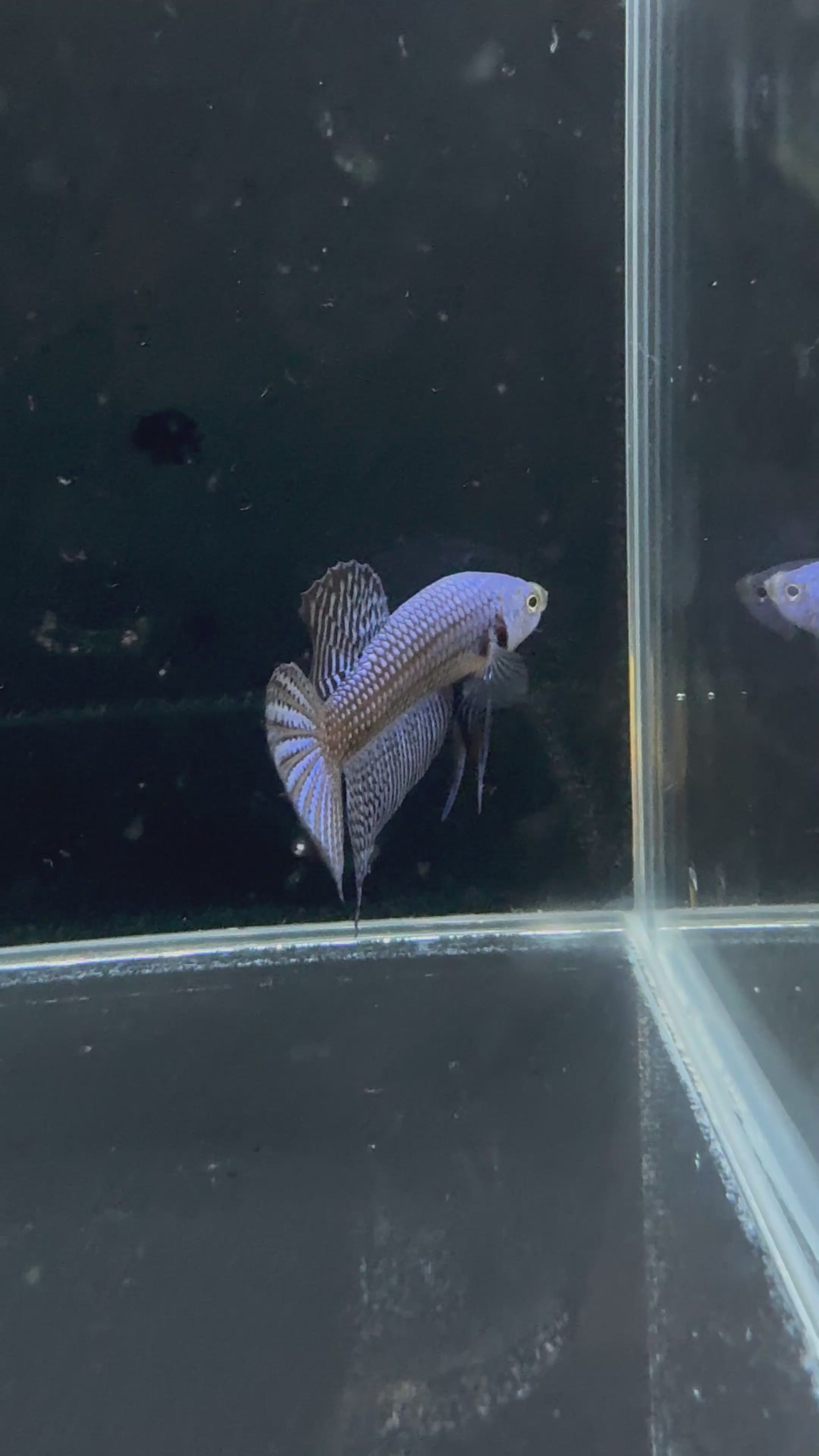 Blue Alien Male Betta | CG-21
