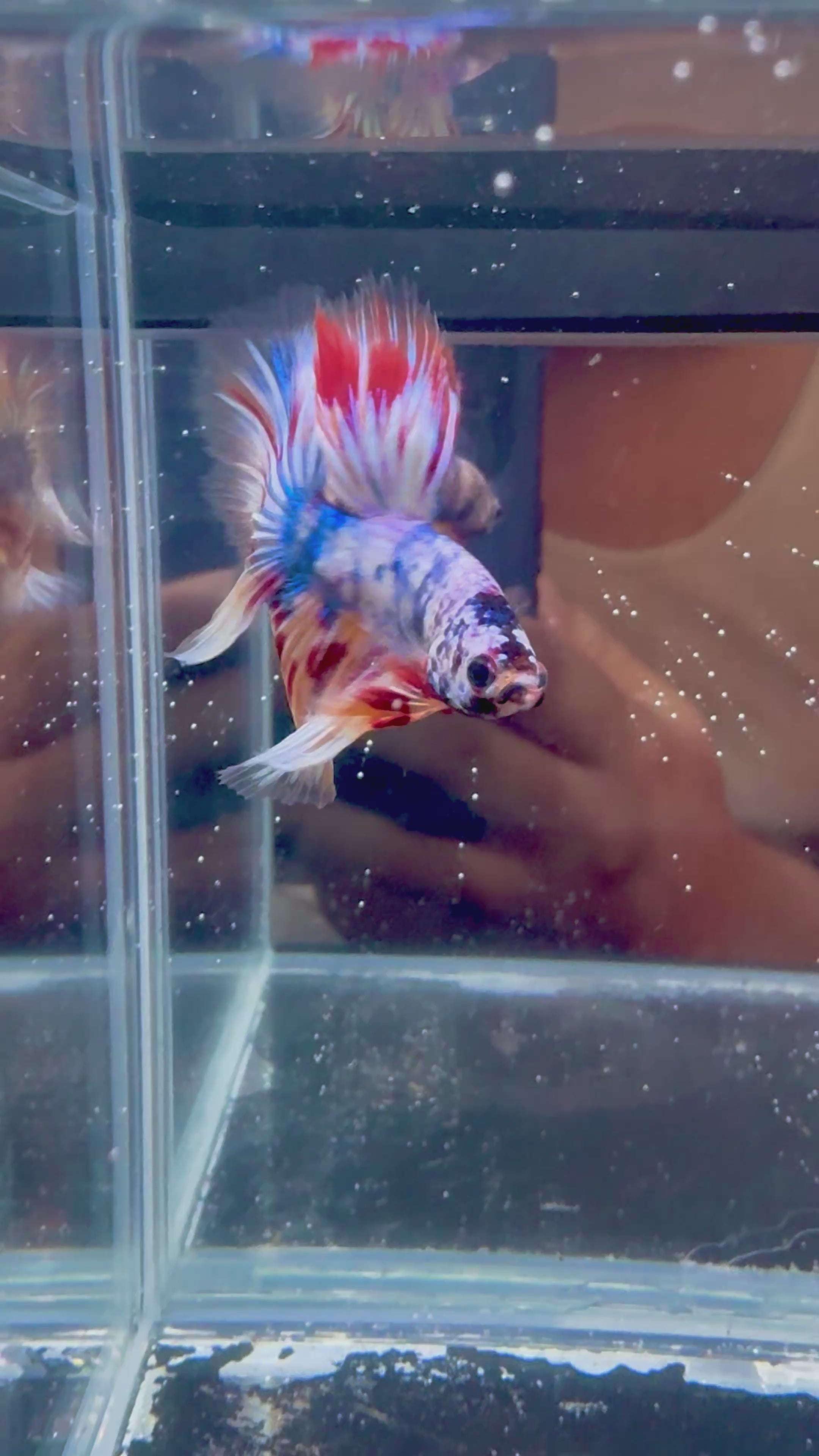 Candy Halfmoon Male Betta | CG-112