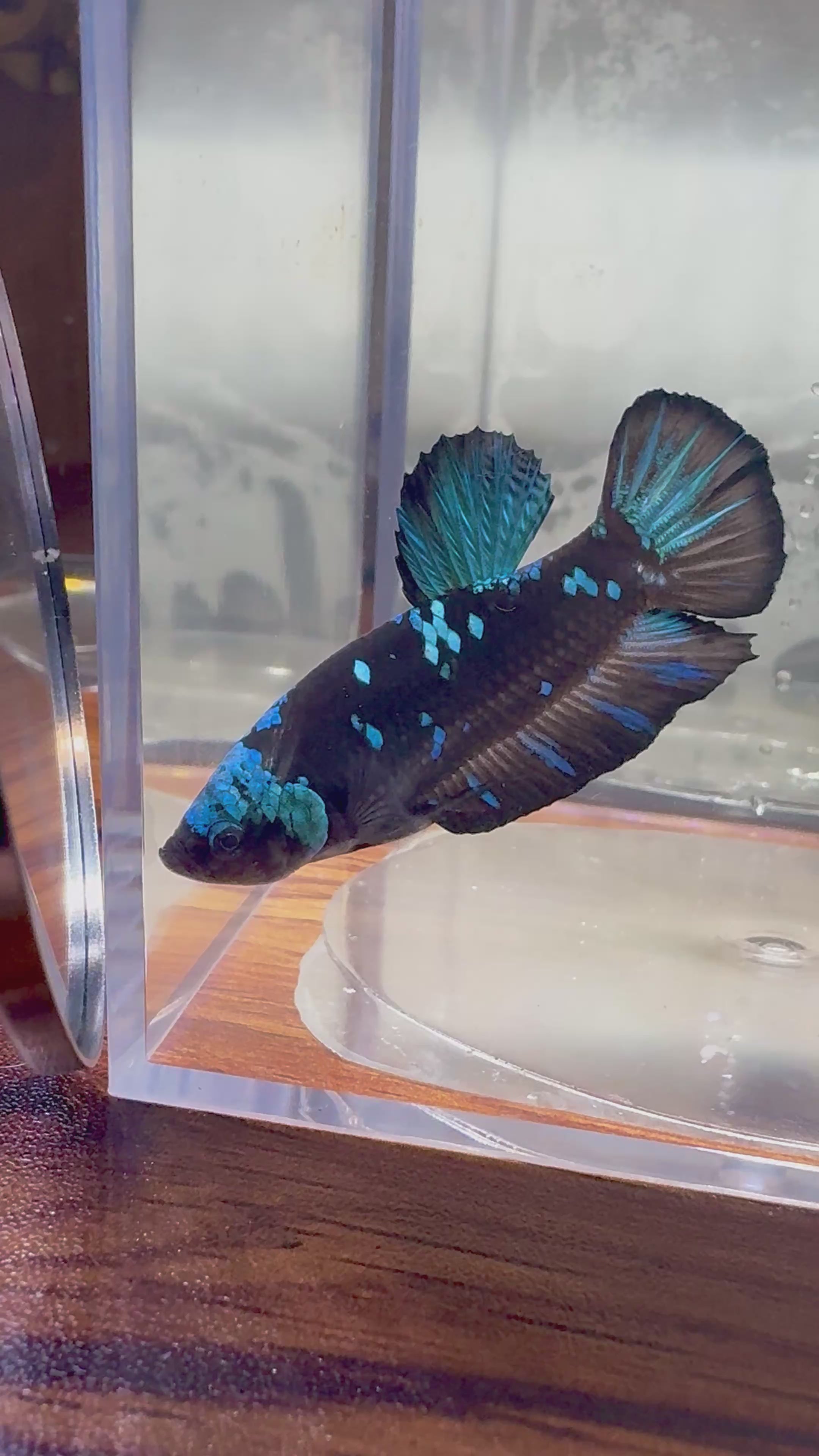 Avatar Plakat Male Betta | RZ-14