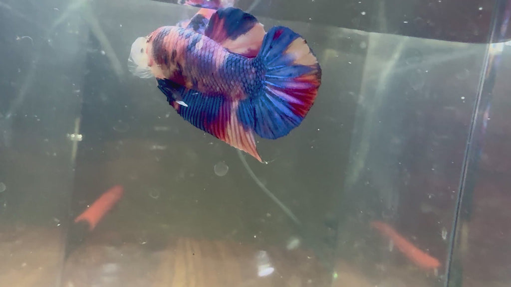 Candy Koi HMPK Male Betta | RZ-62