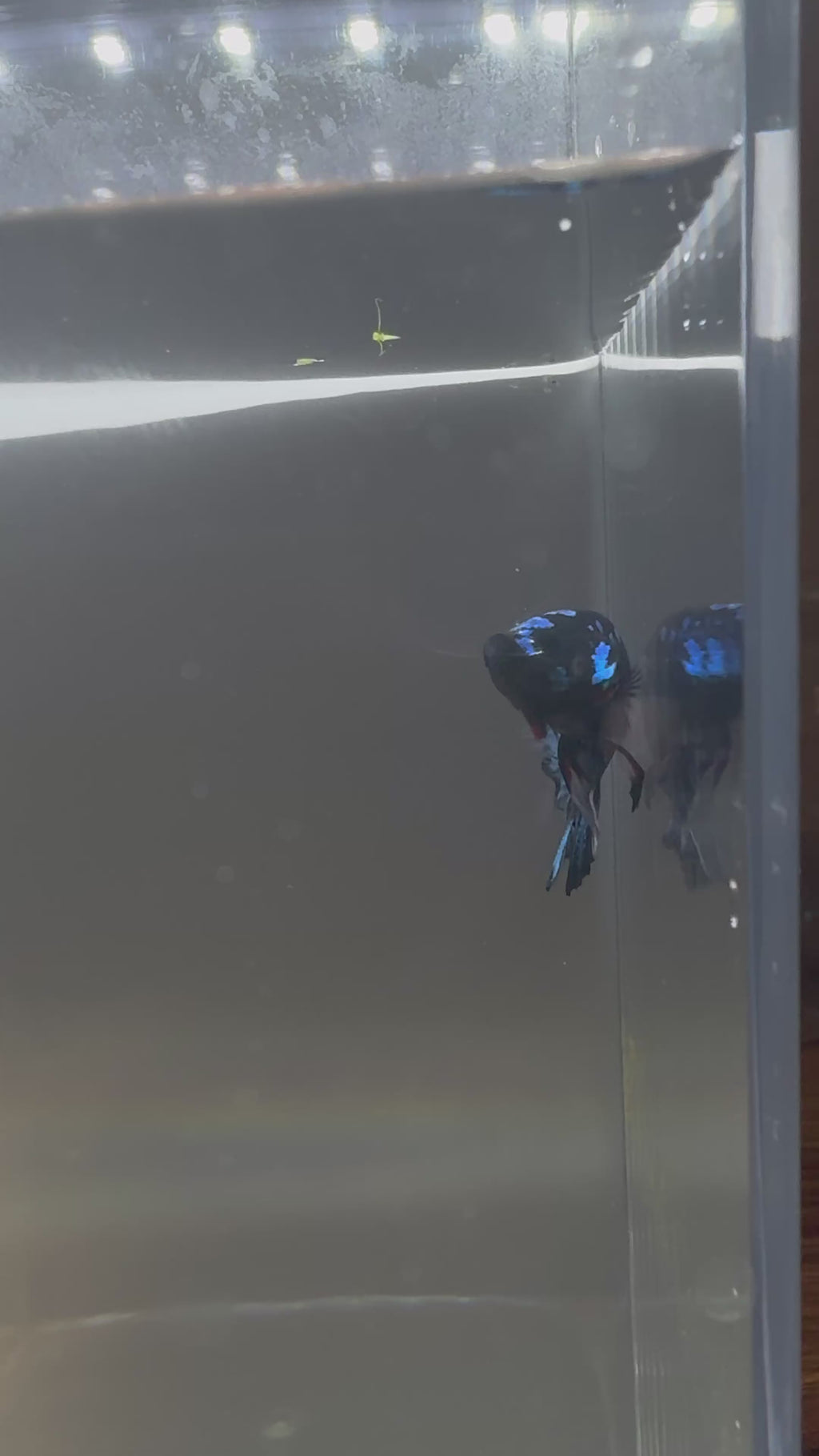 Avatar Galaxy HMPK Breeding Pair Free SHIPPING| RZ-9/RZ-10