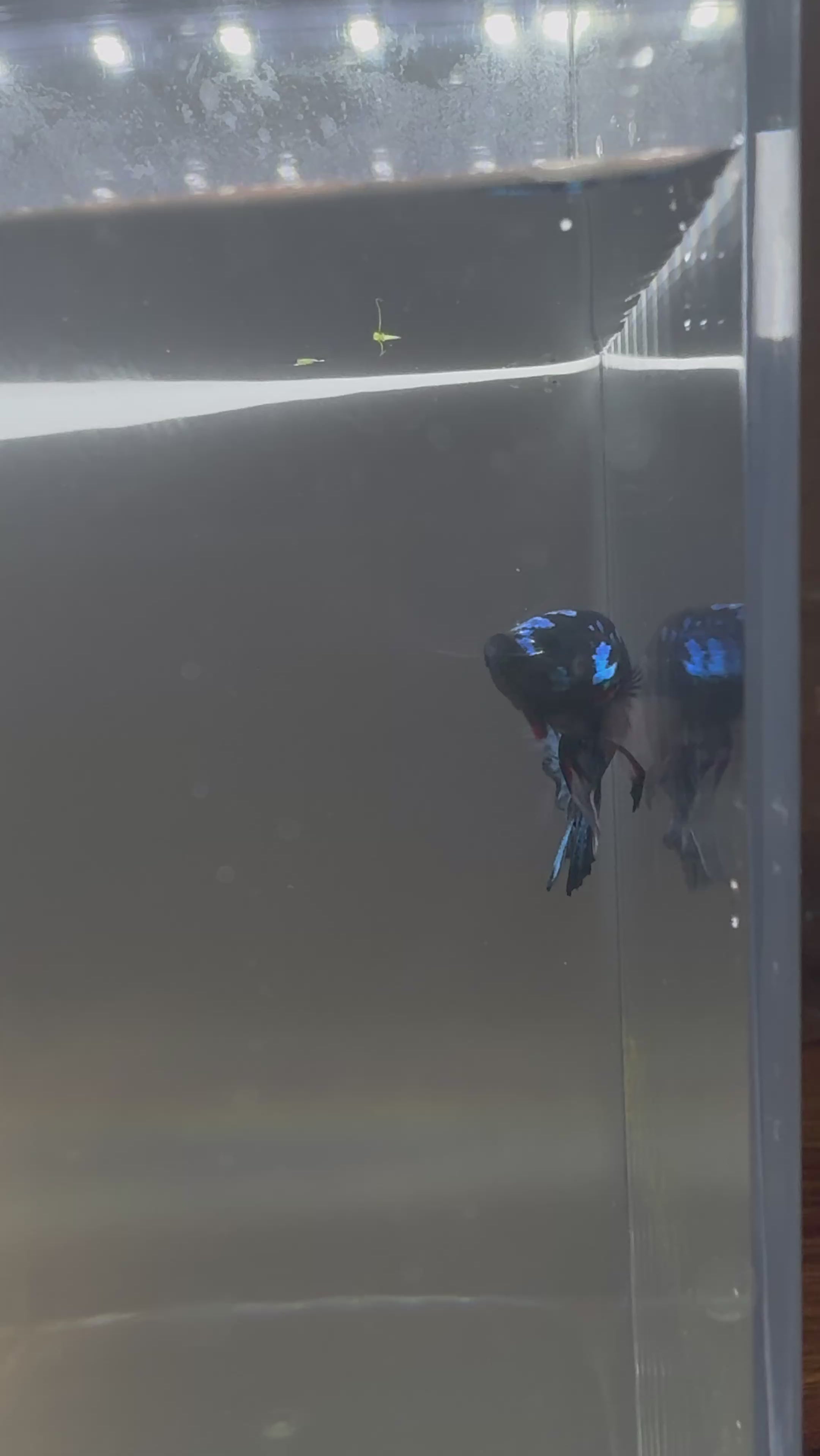 Avatar Galaxy HMPK Breeding Pair Free SHIPPING| RZ-9/RZ-10
