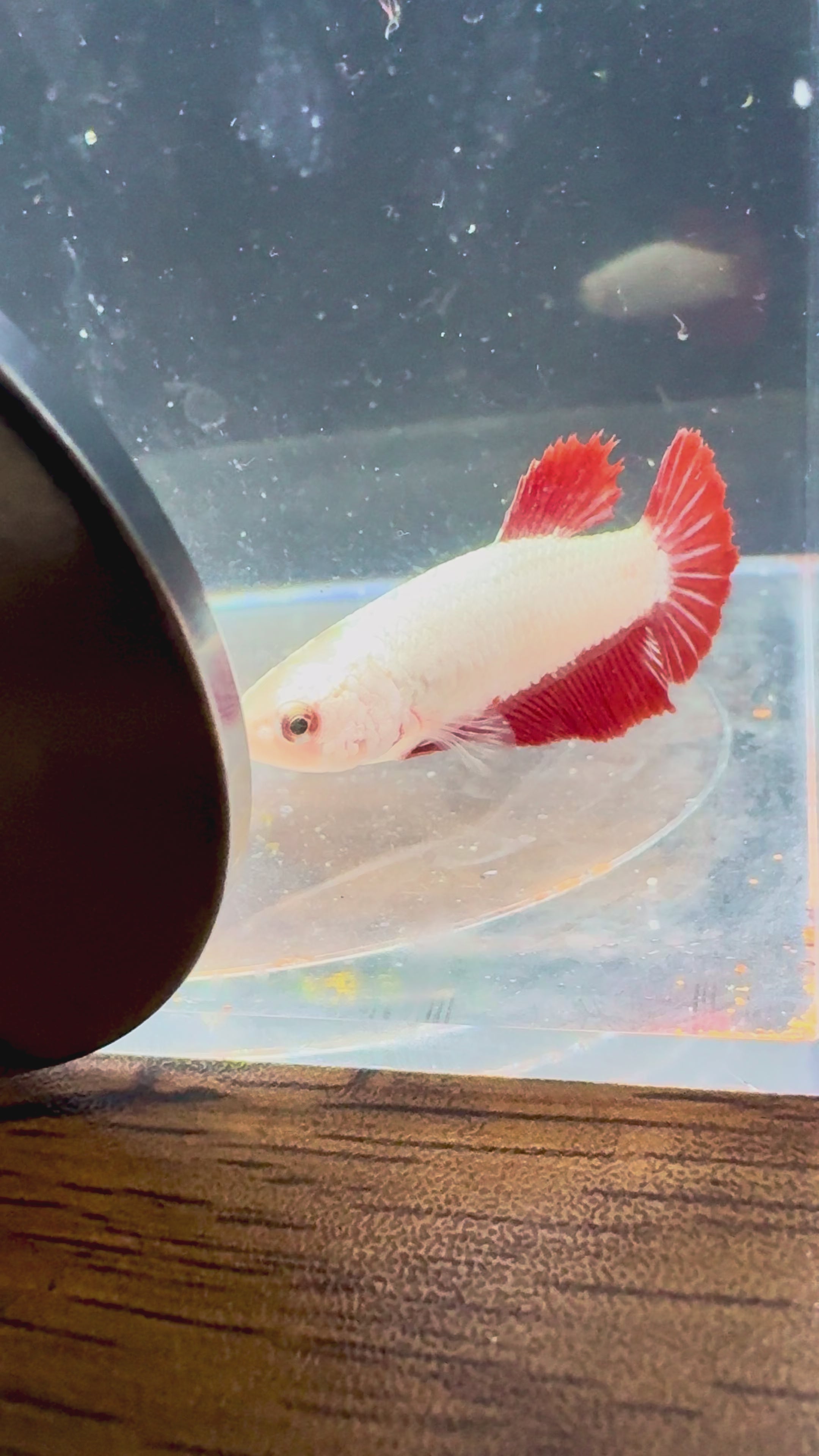 Red Dragon breeding Pair Betta | RZ-56 RZ-58