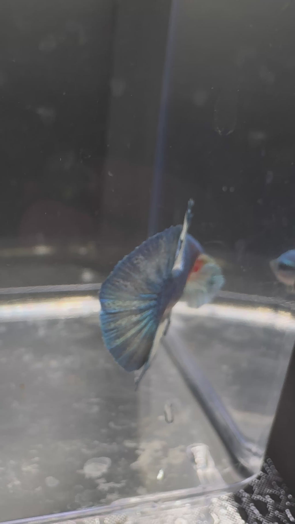 Azul Mármol HMPK — M-032