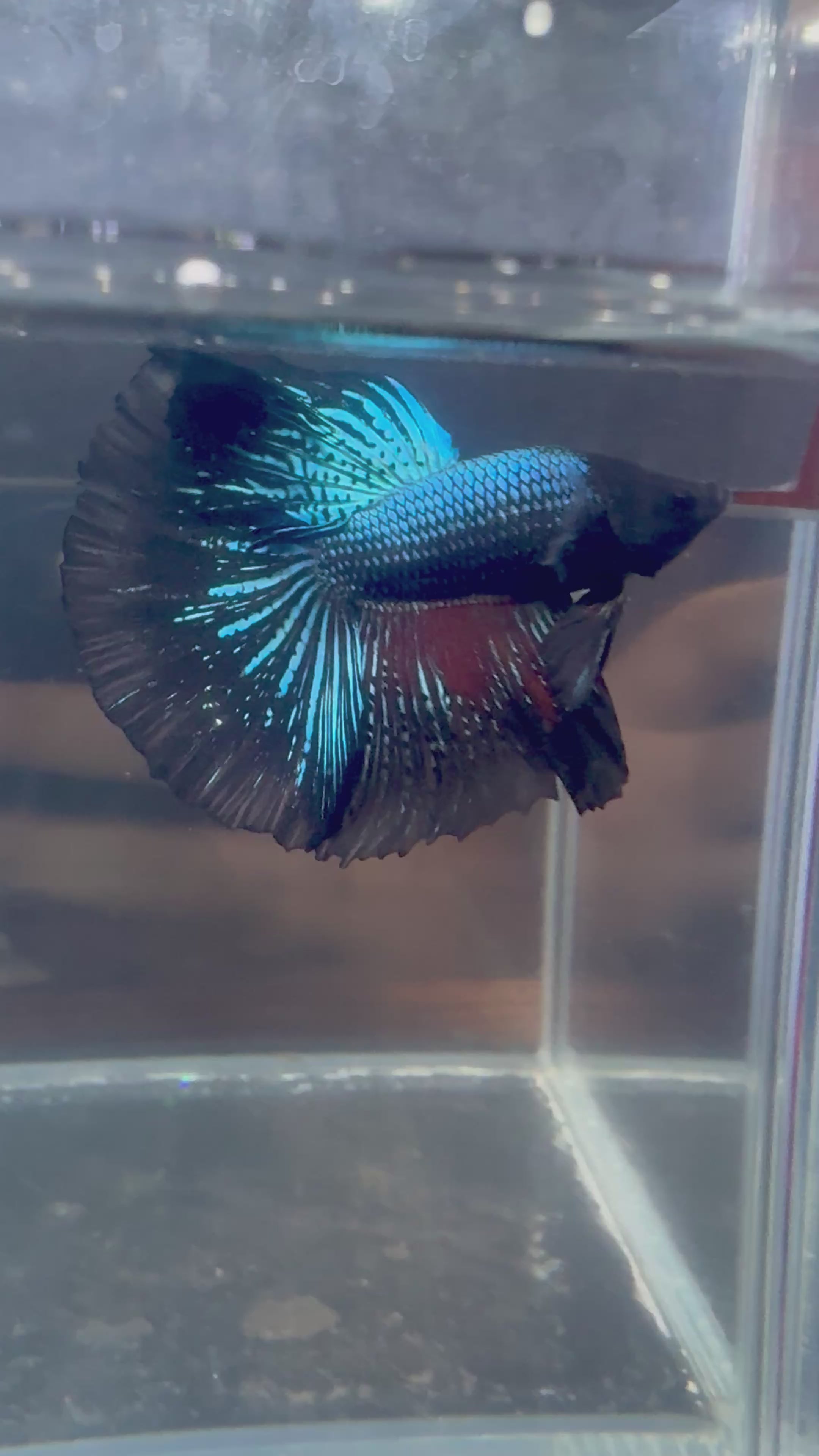 Black Light Halfmoon Male Betta | CG-99